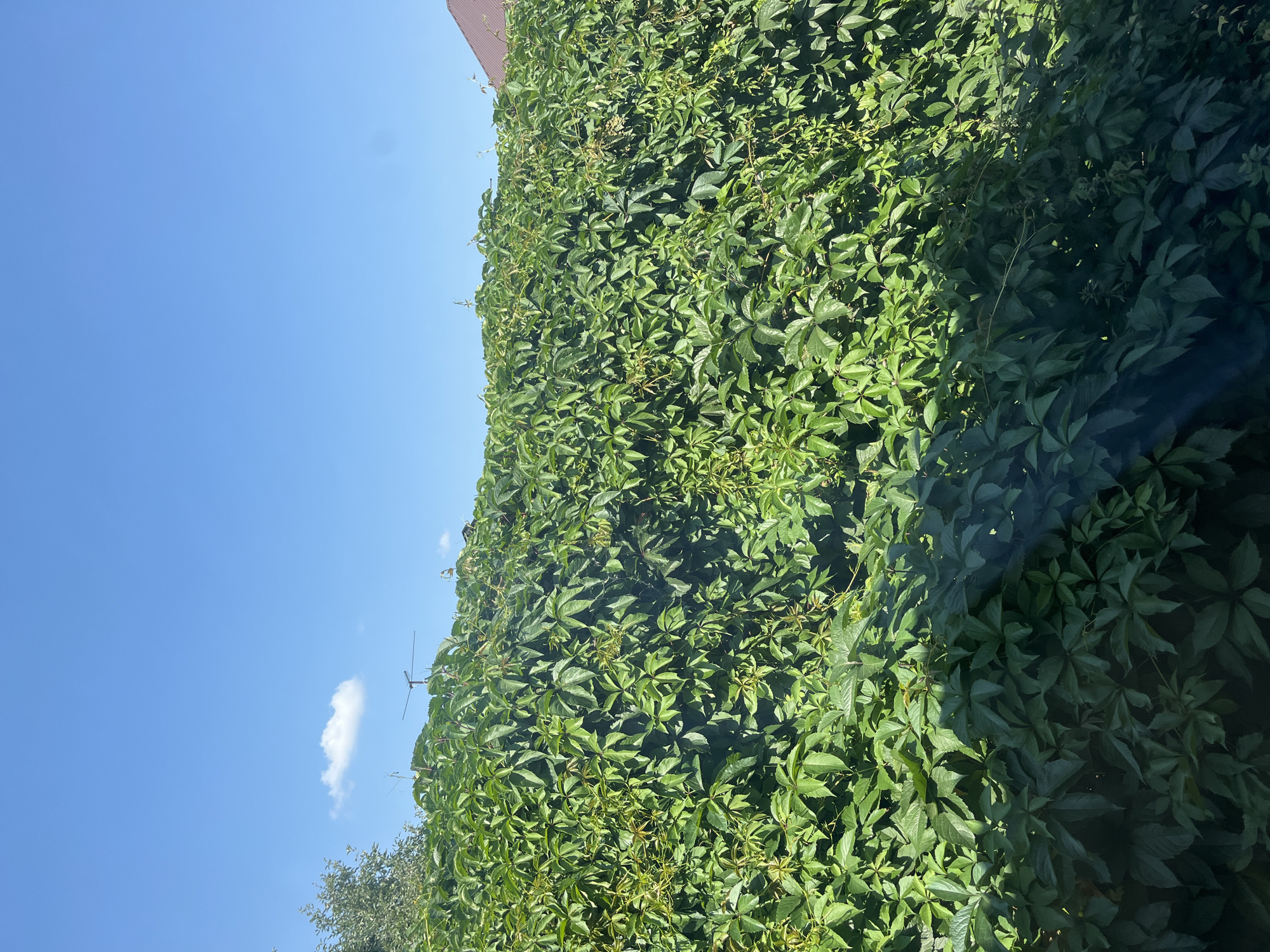 The image depicts a dense, green hedge of ivy against a clear blue sky. The ivy covers the majority of the frame, with its leaves creating a textured, layered effect. A small, white cloud is visible in the upper left portion of the sky. Towards the right edge of the frame, a portion of a brown roof is visible, suggesting the presence of a building. A faint, dark, diagonal line runs across the lower portion of the image, possibly from a window reflection. The scene appears to be an outdoor setting, likely a residential area. No people or animals are present in the image. The image does not provide any specific visual cues to pinpoint its location in Saratov, Russia.