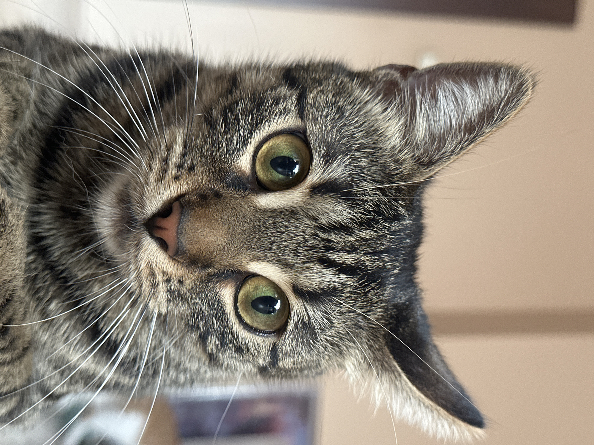 A close-up, head-on, eye-level shot focuses on the face of a tabby cat. The cat has green eyes with black pupils, a pink nose, and prominent white whiskers. Its fur displays a pattern of dark brown and black stripes against a lighter brown background. The cat's ears are visible, one pointed forward and the other slightly angled backward. The background is out of focus, showing a neutral, muted brown wall with a subtle vertical shadow. The lighting appears to be natural and soft, illuminating the cat's features. There are no people or objects other than the cat in the frame. The image does not contain any identifiable landmarks or contextual clues that would allow for the determination of its location in Sofia, Bulgaria.