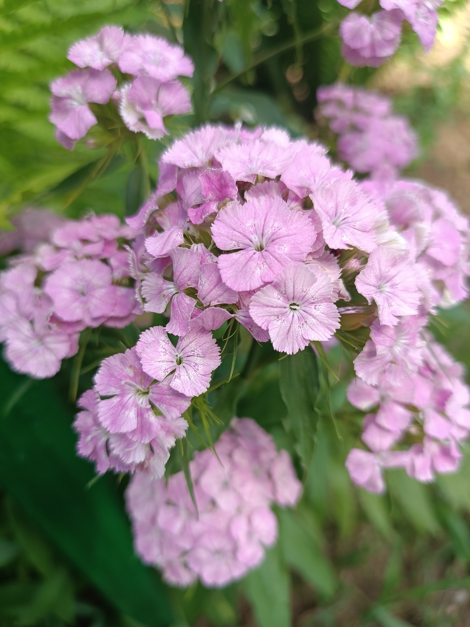 This is a close-up, vertical, eye-level shot of a cluster of pink dianthus flowers in bloom. The flowers have delicate, fringed petals with lighter pink or white centers and fine, dark pink veins. Some of the flowers are in sharp focus, revealing their intricate details, while others are softly blurred in the foreground and background, creating a bokeh effect. The greenery of leaves and stems provides a natural backdrop. The lighting suggests it is daytime, possibly morning or afternoon, with soft, natural light illuminating the blooms. There are no people or text visible in the image. The setting appears to be a garden or natural outdoor environment in Chaikovsky, Russia. The overall mood is peaceful and serene, highlighting the beauty of the flowers.