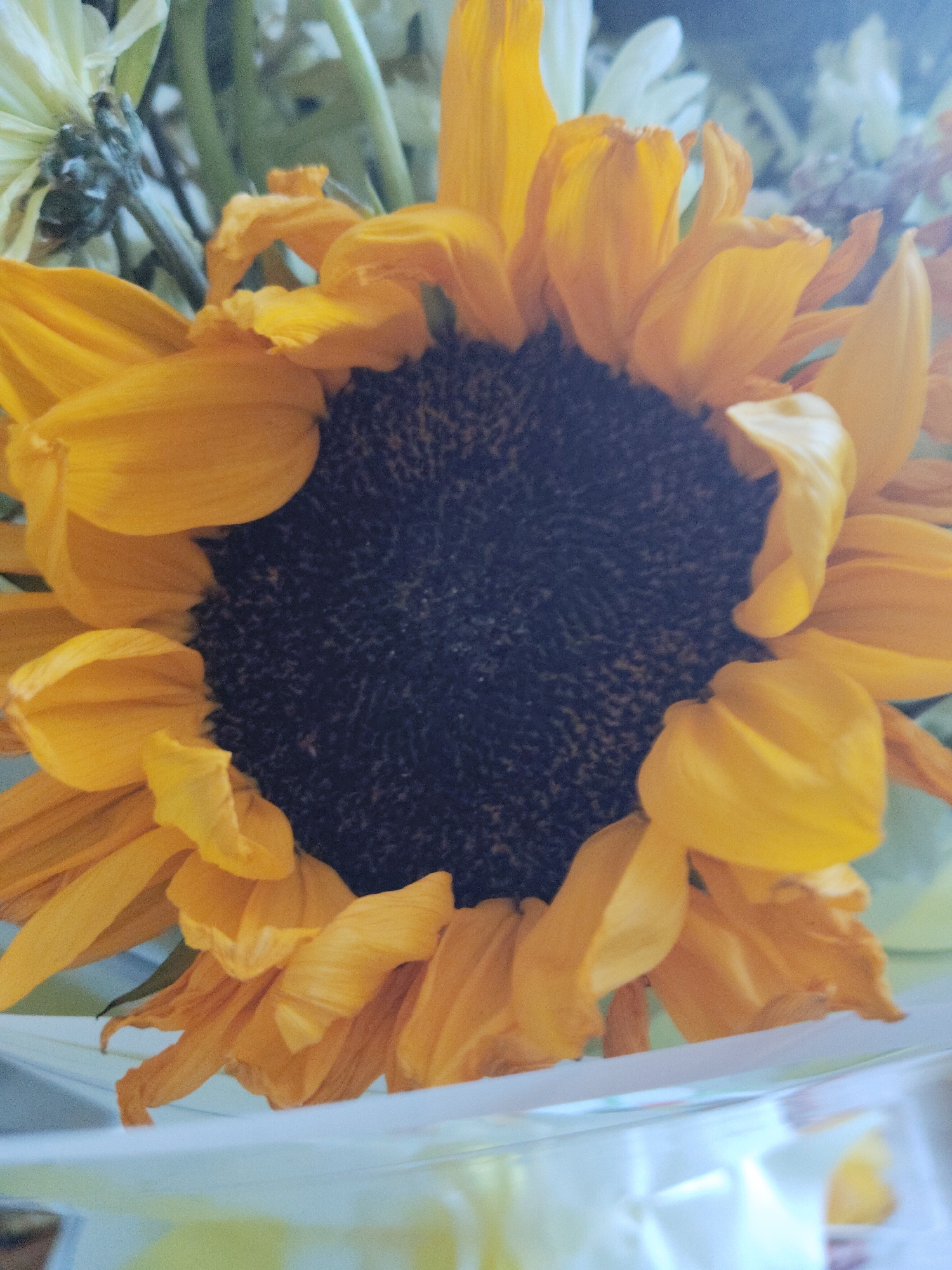 The image shows a close-up of a sunflower. The sunflower has yellow petals that are starting to wilt. The center of the sunflower is dark brown. There are other flowers in the background, including some white flowers. The location is not specified.