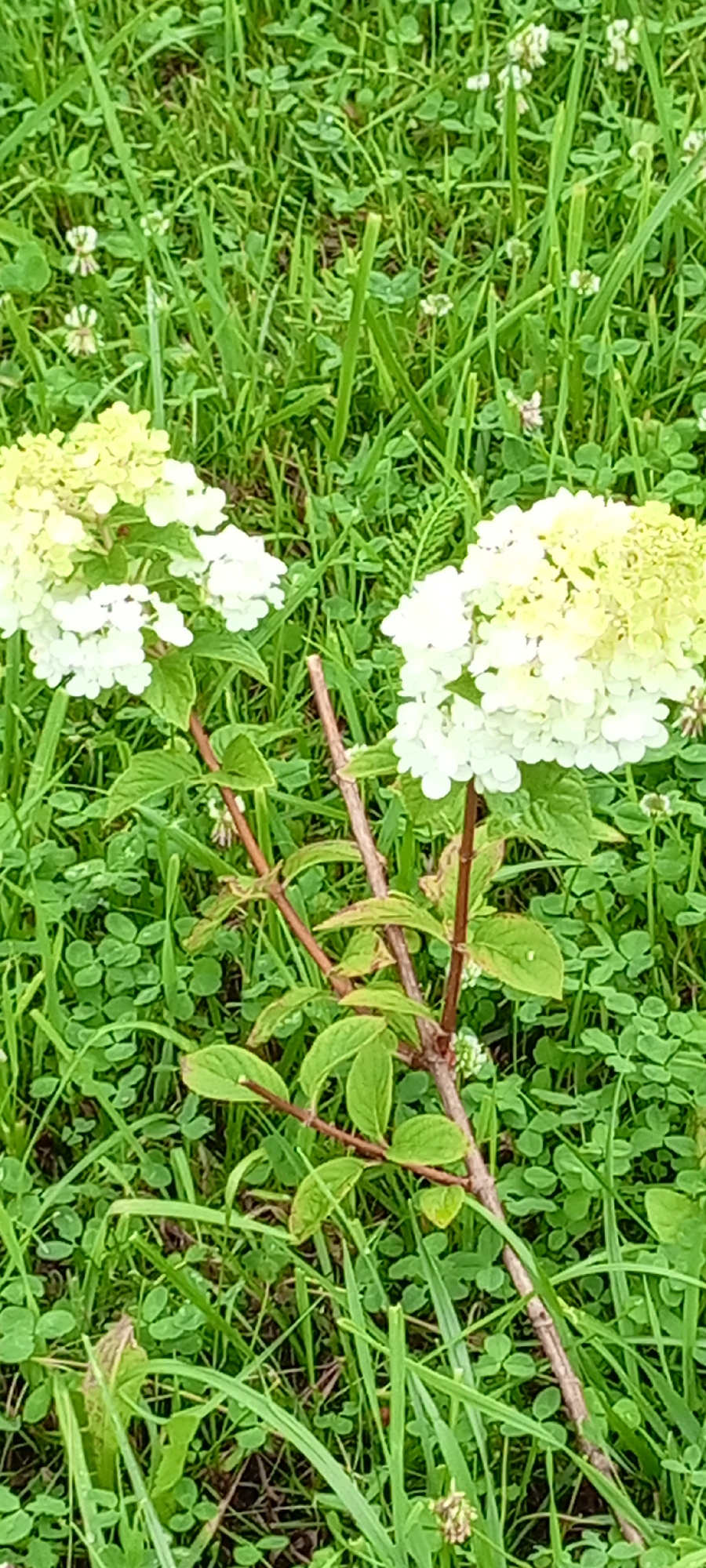 The image depicts a close-up view of two blooming hydrangea flowers set against a backdrop of lush green grass and clover. The flowers are predominantly white with hints of pale yellow at their tips, suggesting they are in the early stages of blooming. The stems and leaves of the hydrangeas are visible, with some leaves showing signs of browning. The surrounding vegetation is dense, with blades of grass and clover leaves creating a textured ground cover. Small white flowers, possibly from the clover, are scattered throughout the grass. The overall scene is natural and appears to be an outdoor setting. The location is identified as Kirsanov, Russia.
