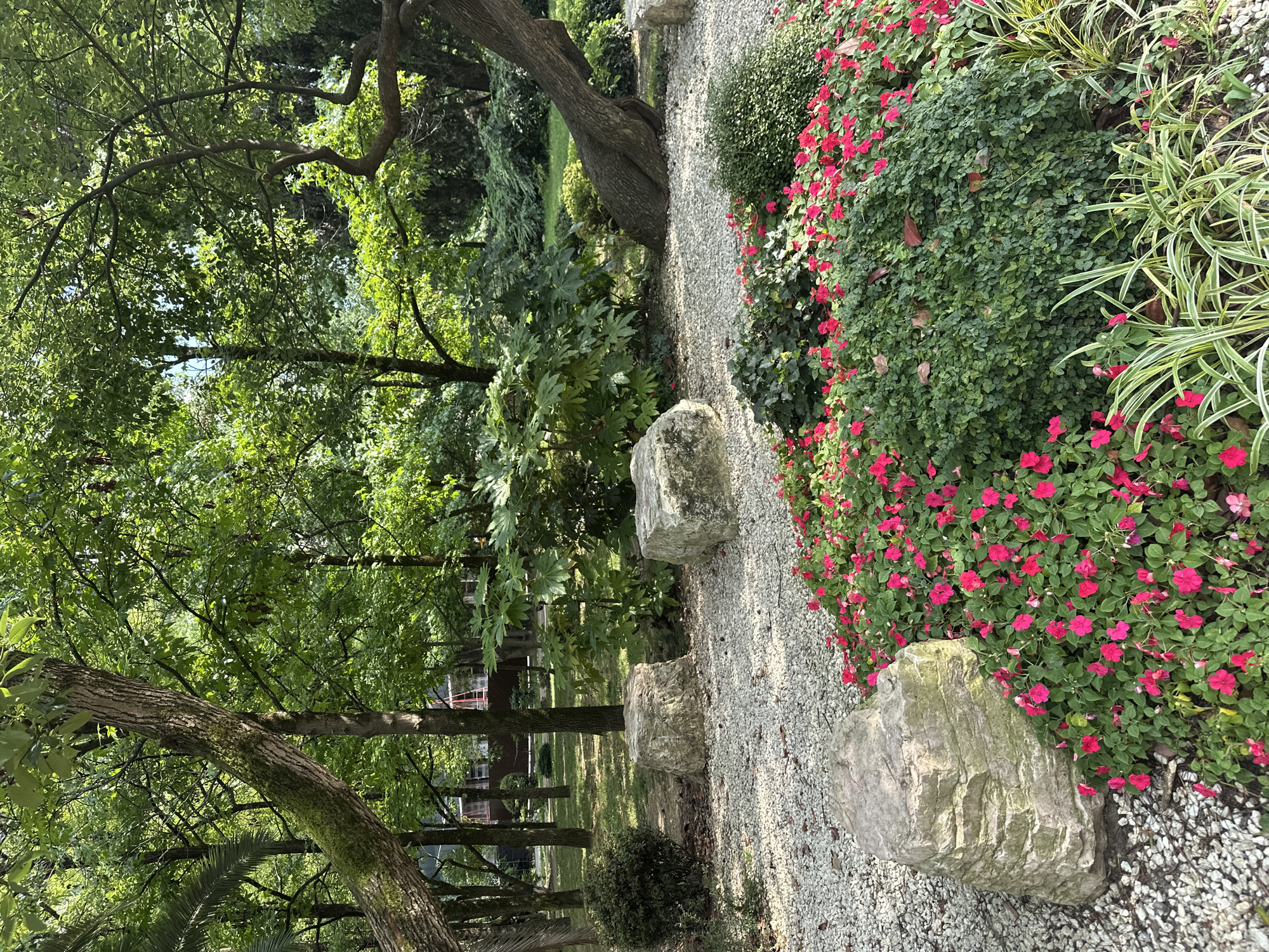The image depicts a meticulously maintained garden in Sochi, Russia, characterized by lush greenery and vibrant flora. In the foreground, a bed of bright pink impatiens flowers creates a striking contrast against the surrounding gravel path and dense green foliage. Several large, rough-hewn boulders are strategically placed throughout the scene, adding a natural, sculptural element. The middle ground features more trees and bushes, with a prominent, gnarled tree trunk leaning towards the right side of the frame. In the background, a dense forest of trees with vibrant green leaves extends into the distance. Sunlight filters through the canopy, creating dappled light and shadow patterns on the ground. The overall atmosphere is one of tranquility and natural beauty, typical of a well-kept park or botanical garden. There are no people or animals visible in the image.