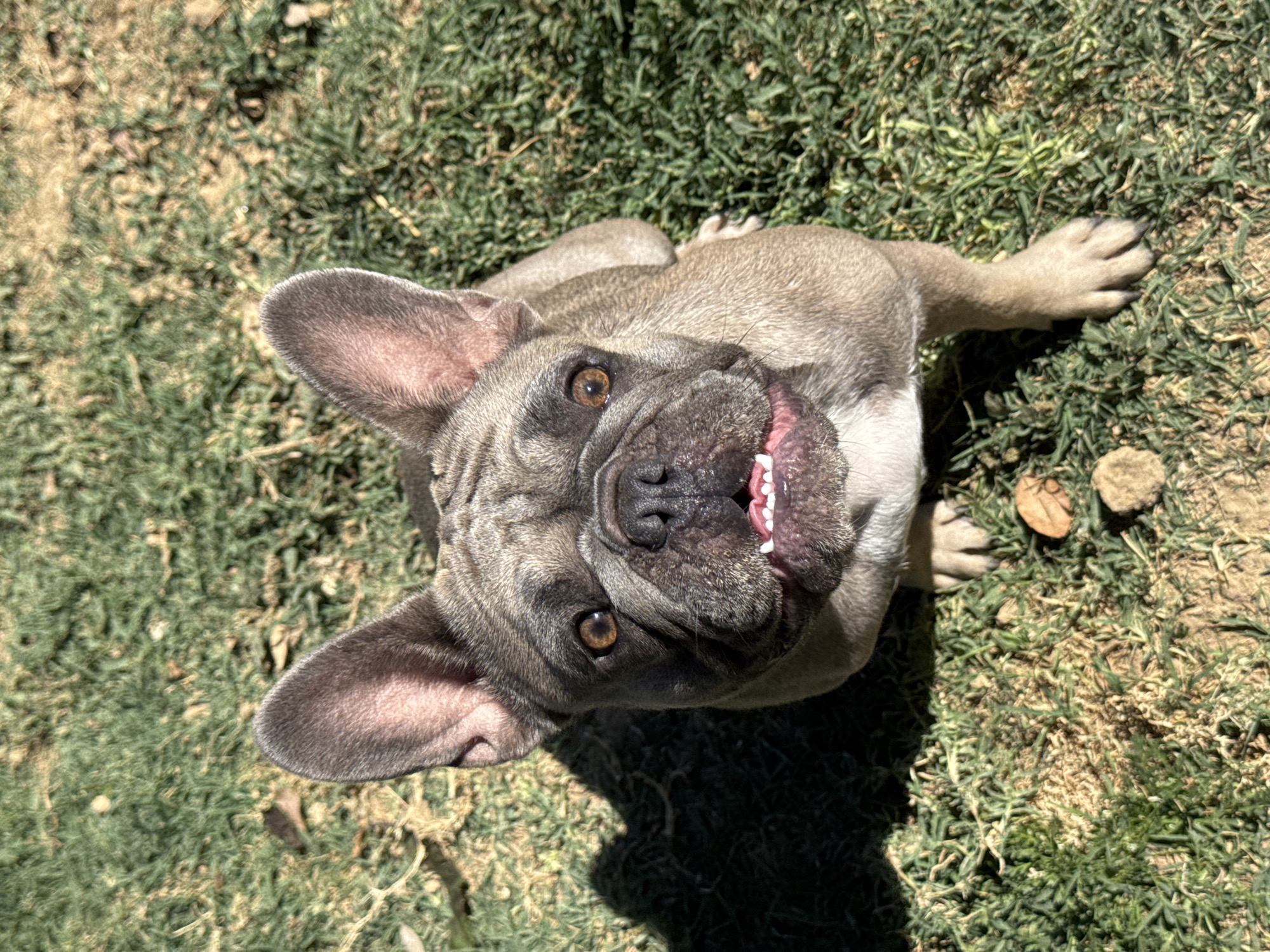 A French bulldog sits on a patch of dry, sunlit grass, its head tilted upwards and looking directly at the camera. The dog has a gray coat with darker brindle markings on its face and ears. Its mouth is slightly open, revealing its teeth and pink gums. The background is a blur of green and brown grass, with some patches of dry soil. A dark shadow is cast on the grass to the left of the dog. The scene appears to be outdoors on a sunny day.