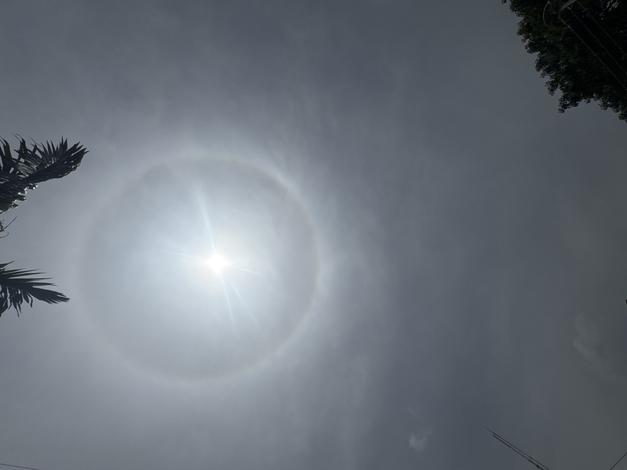 The image shows a solar halo, a ring of light around the sun. The sun is in the center of the halo, with bright rays emanating from it. The sky is overcast with gray clouds. In the lower left corner, there are palm fronds. In the upper right corner, there are the tops of trees and utility poles. Given the request, there is nothing within the image to confirm that this image came from Jos, Nigeria.
