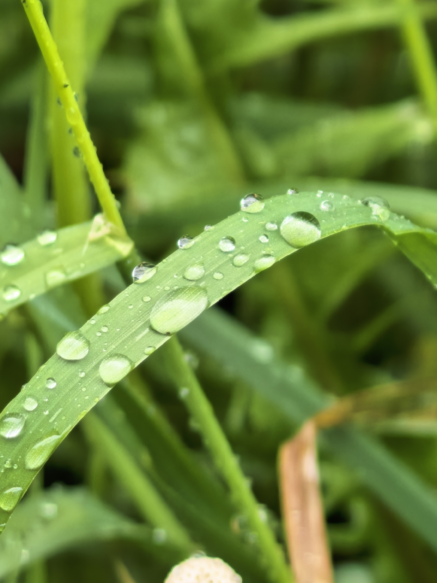 This close-up photograph captures vibrant green grass blades adorned with numerous clear water droplets. A prominent blade runs diagonally across the mid-ground, sharply focused, showcasing several spherical water beads reflecting light and hints of the surrounding foliage. The droplets vary in size, from tiny specks to larger, more pronounced spheres, highlighting the texture of the leaf.
Other green grass blades, some partially blurred, form the background and foreground, creating a shallow depth of field that emphasizes the water-laden central blade. A thin, dried, brownish blade of grass is visible on the right side of the frame, contrasting with the lush green. At the bottom, a small, blurry, light-colored object, possibly a mushroom or a seed, is partially visible. The scene evokes a sense of freshness, characteristic of a dewy morning or a recently rained-upon environment. No people or visible text are present in the image. The setting is a natural outdoor environment, consistent with locations in Sterlitamak, Russia.