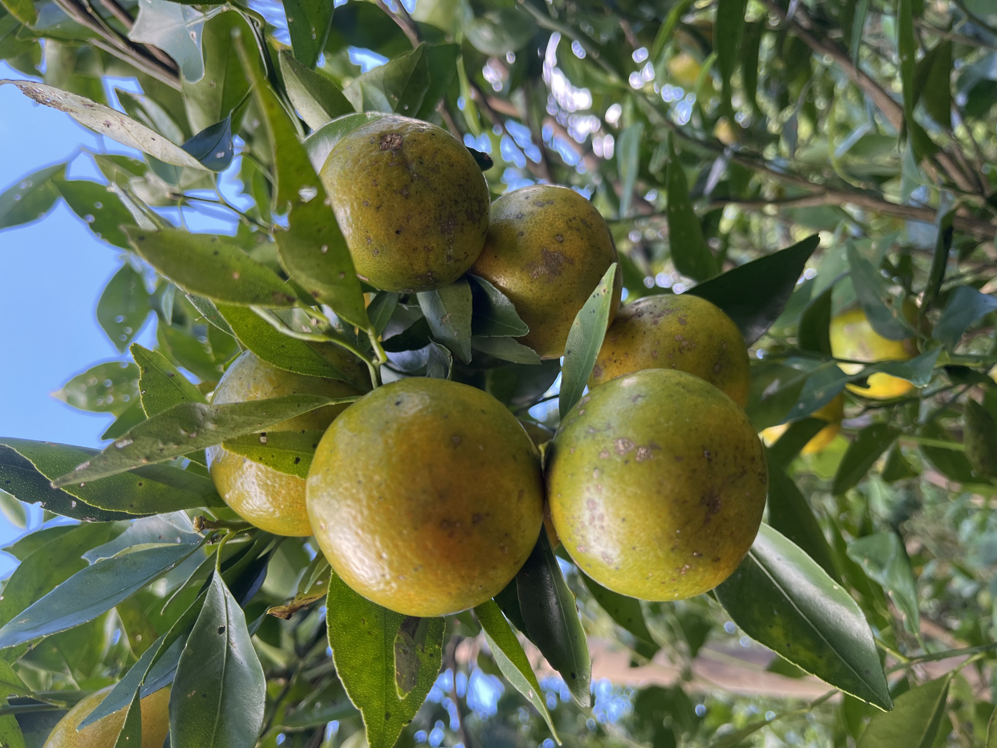 The media file features a close-up shot of a cluster of unripe tangerines hanging from a tree. The tangerines are predominantly green with some yellowing, indicating they are still developing. They are interspersed with dark green leaves, some of which appear to have small holes. The background is a soft blur of green foliage and bright sky, suggesting an outdoor setting on a clear day. The overall impression is one of nature's bounty, with the focus on the fruit and its natural environment. The image seems to capture a moment of stillness, highlighting the simple beauty of the growing fruit. The lighting suggests it is daytime, likely with bright sunlight filtering through the leaves. There are no people or text visible in the image. The location context of Petang, Indonesia, implies a tropical or subtropical environment where such citrus trees would commonly grow.