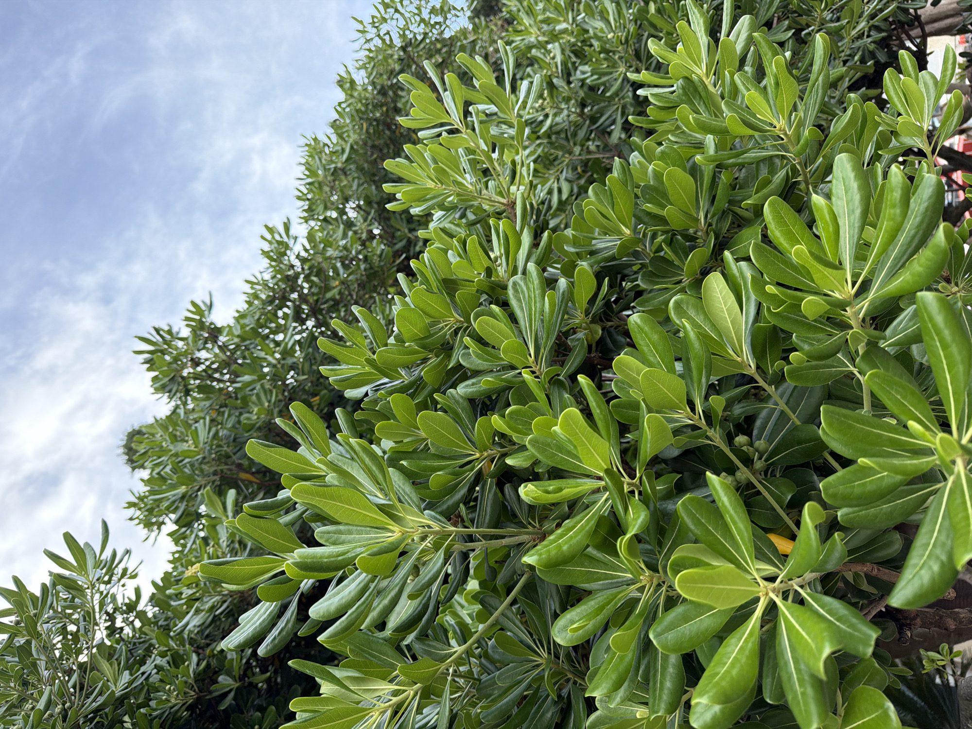 The image shows a close-up of lush green foliage against a backdrop of a partly cloudy sky. The leaves are ovate with a glossy texture and prominent veins. The vegetation is dense, obscuring the view behind it. The location is identified as Rafailovići, Montenegro, based on external information and cannot be definitively confirmed by the visual data in the image. There are no people visible in the image. The overall environment suggests an outdoor setting with natural elements.