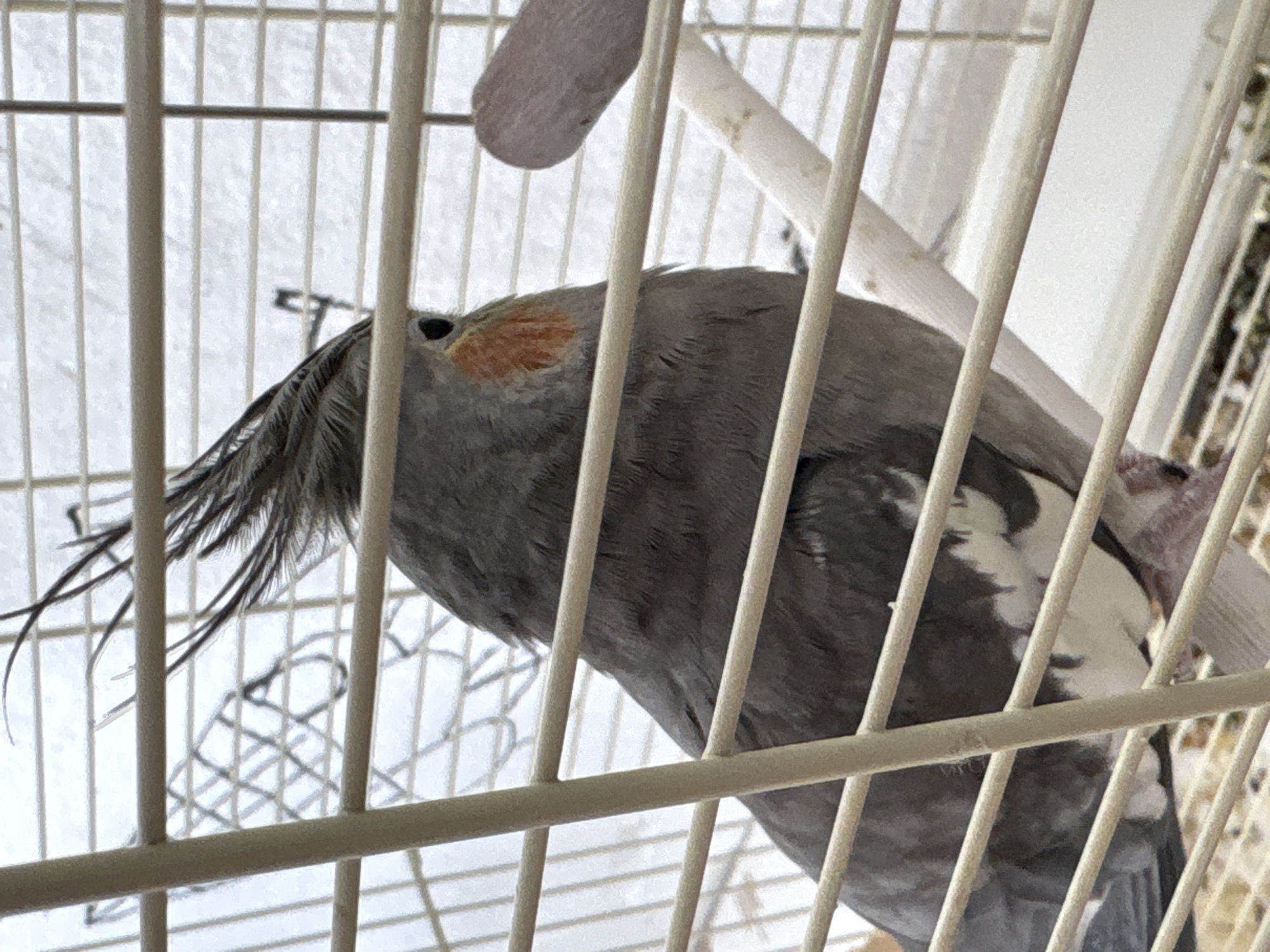 A gray cockatiel is in a white cage. The bird is facing left and has an orange cheek patch. The background is out of focus but appears to be a white exterior, possibly a window. The location is Embayevo, Russia.