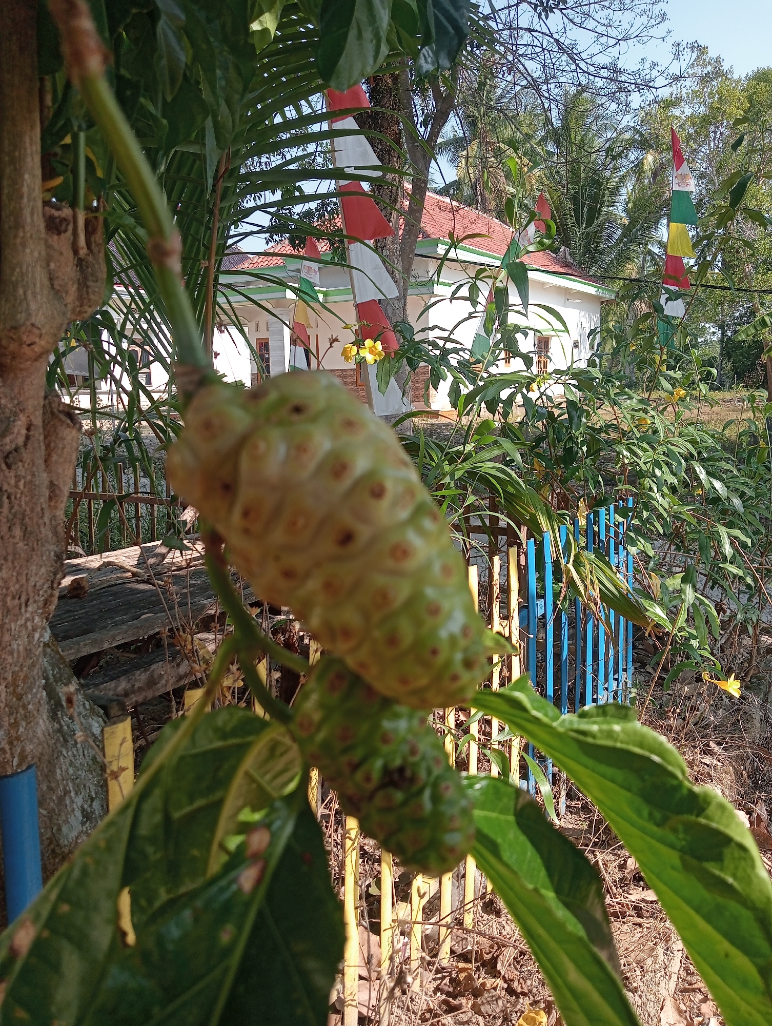 A close-up shot of a ripe noni fruit (Morinda citrifolia) hanging from a branch, with a blurred background of lush greenery and a white building with a red tiled roof, possibly in Kota Negara Timur, Indonesia. The fruit is bumpy and greenish-yellow, with distinct hexagonal patterns on its surface. Other noni fruits and large green leaves are also visible, partially obscuring the background. The building appears to be a residential structure, with windows and doors visible. Colorful flags, possibly traditional Indonesian decorations, are strung across the scene. A bright blue and yellow fence runs horizontally in the middle ground, separating the foreground vegetation from the building and surrounding foliage. The overall impression is that of a tropical outdoor setting.