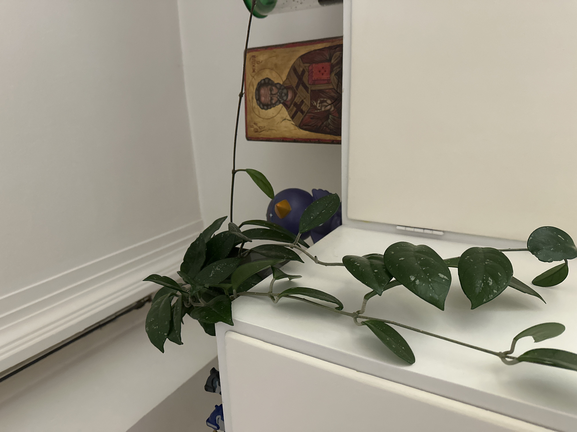 The image shows a hanging plant with dark green, heart-shaped leaves with white speckles, draped over the top edge of a white cabinet. To the right of the plant, on the cabinet, rests a small, rectangular icon depicting a bearded man in religious attire. Beside the icon, a portion of a green plastic bottle or container is visible. A small, dark purple bird figurine is partially visible to the left of the plant. The background consists of a white wall with subtle shadows, possibly from a ceiling trim or molding. The scene appears to be indoors, within a residential setting in Sofia, Bulgaria.