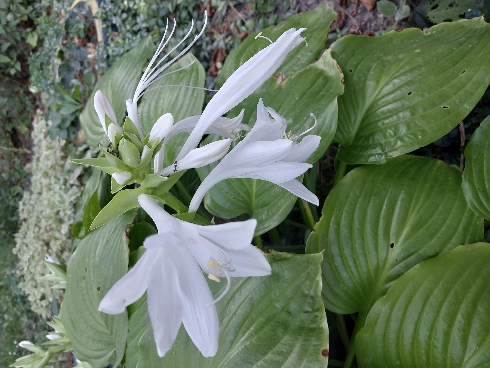 The image depicts a close-up view of white hosta flowers and foliage in an outdoor garden setting. Several white, trumpet-shaped flowers with prominent stamens are visible, some fully open and others in bud. The large, green, veined hosta leaves form the backdrop for the flowers, with some showing slight browning on the edges. In the upper right portion of the image, a small insect, possibly a fly, is perched on a flower bud. The background consists of other plants and ground cover, suggesting a natural or cultivated garden environment. There are no people or buildings visible in the frame, and the specific location within Dnipro, Ukraine, cannot be determined from the visual information provided.