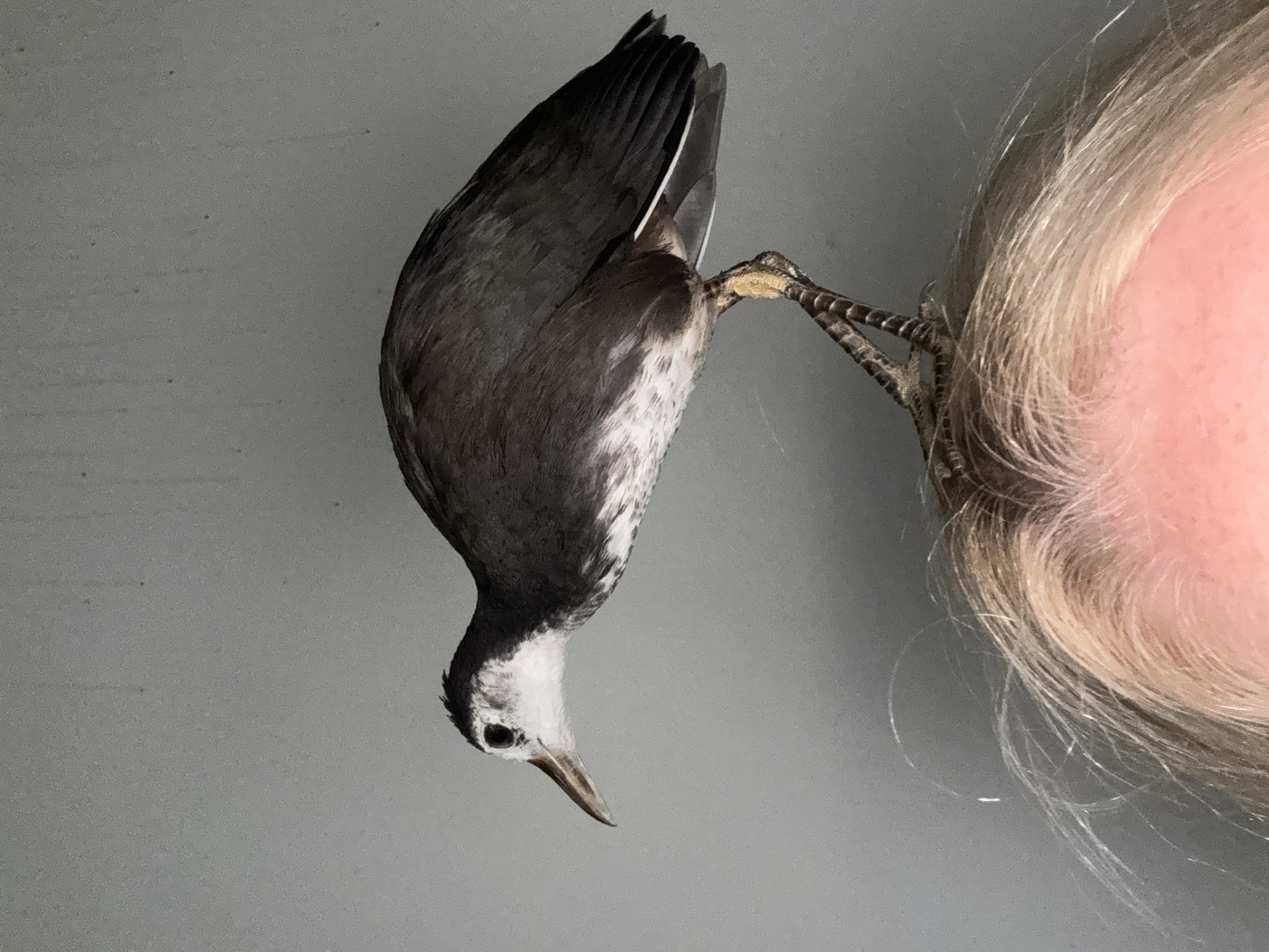 A small bird is perched on the head of a person with light-colored hair. The bird has a dark gray back and wings, with a white face and underbelly. Its beak is pointed and its feet are gripping the person's hair. The background is a plain gray wall. The city of Kuta Selatan, Indonesia, is not discernible from the image.