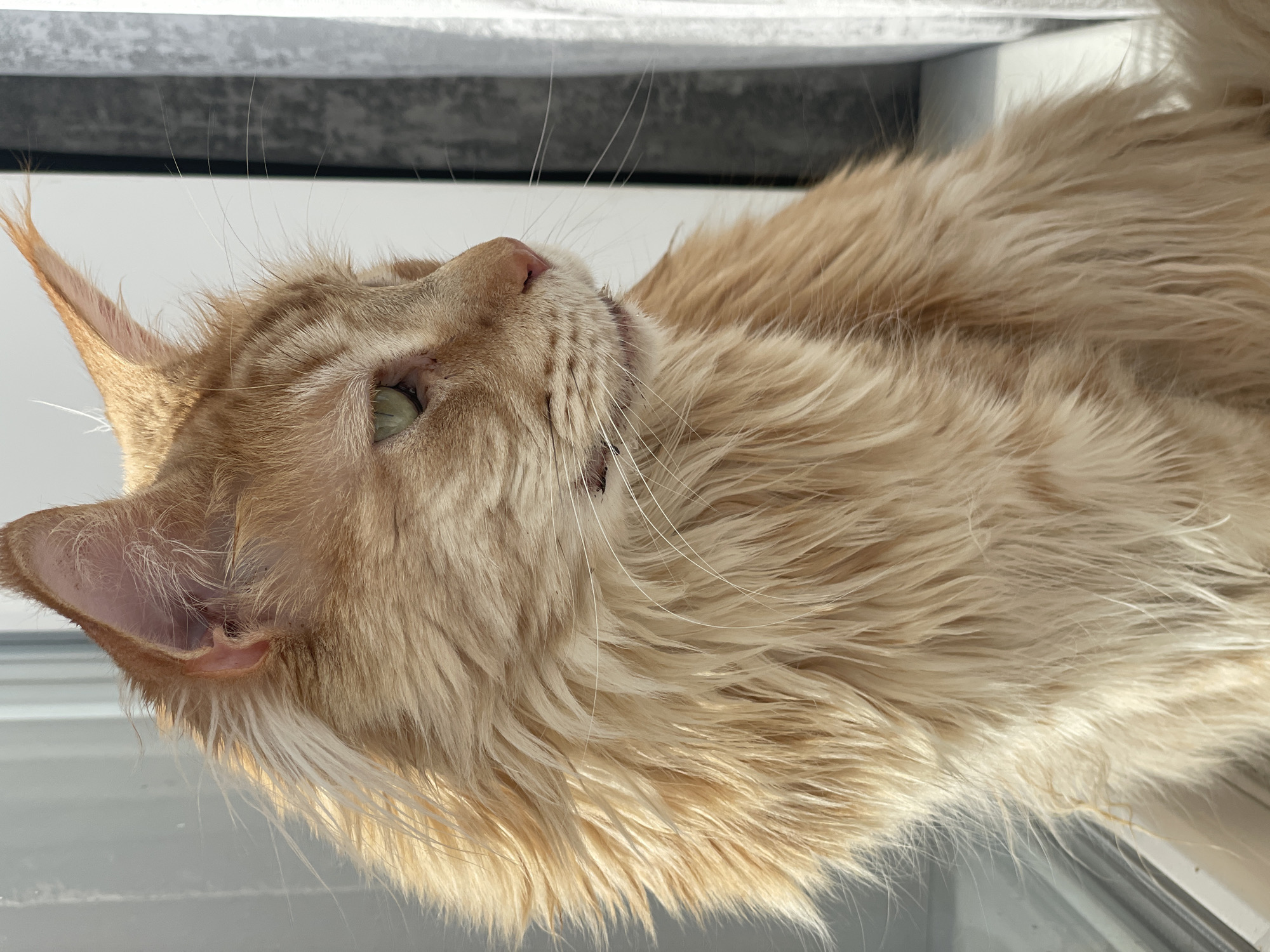 This is a close-up, vertical, eye-level shot of a fluffy, orange cat lying down. The cat's head is facing left, with its green eyes open and looking upwards. Its fur is a light orange or cream color with faint tabby markings visible on its face. The cat's ears are pointed and alert, with one ear slightly folded back. Its pink nose is prominent, and its mouth is slightly open, revealing a hint of its teeth and tongue. Long white whiskers fan out from its muzzle. The background is out of focus, but appears to be a windowsill or ledge with a bright, diffused light source suggesting it is daytime. The overall impression is one of a relaxed and comfortable pet in a domestic setting. There is no visible text in the image. The image was taken in Rozsoshentsi, Ukraine.