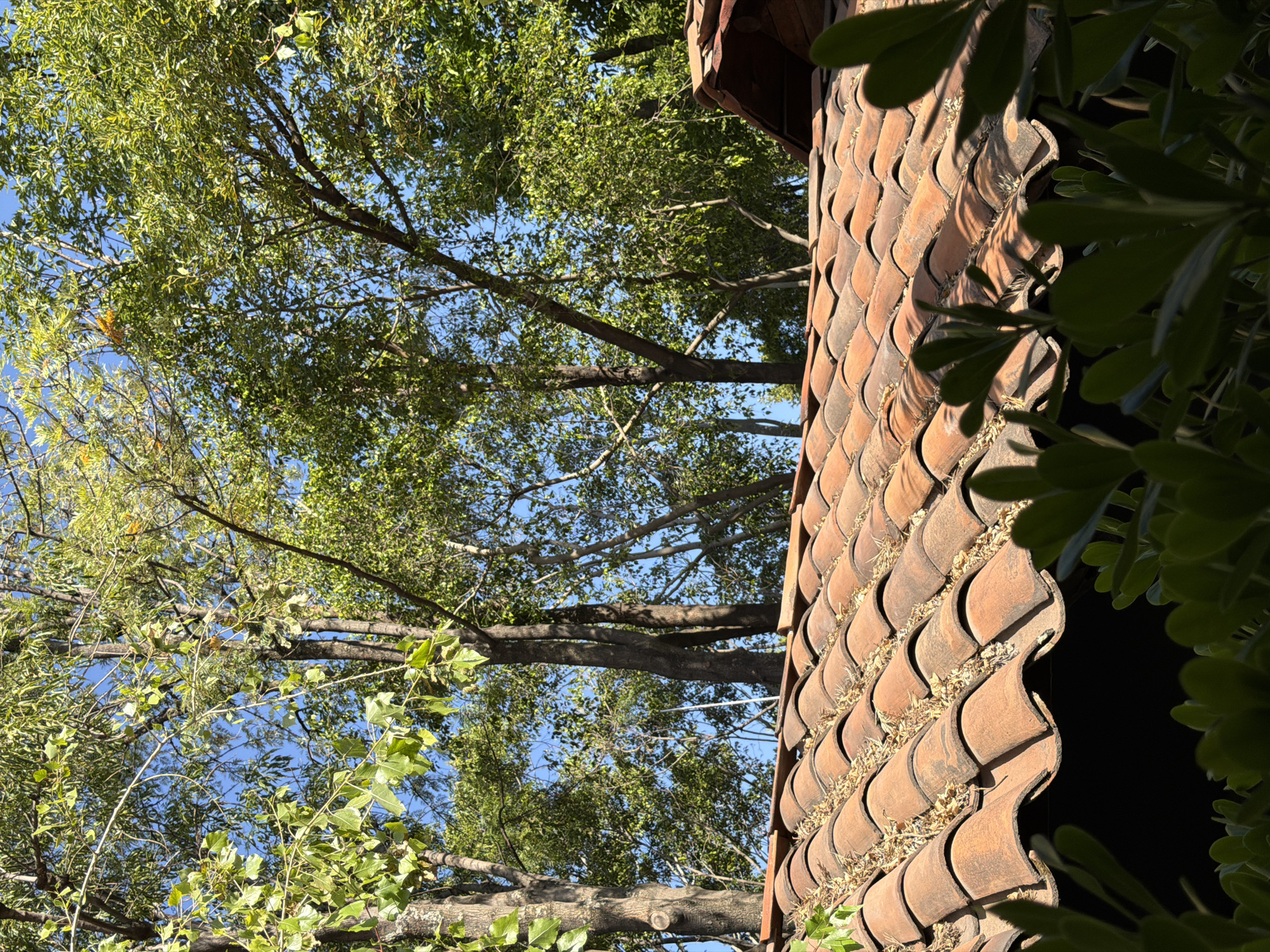 The image shows a view looking up at a building in Puebla, Mexico. The building has a terracotta tile roof with a distinctive scalloped pattern. The tiles are covered with leaves and debris. Part of the roof eaves is visible. To the left and above, a tree with green leaves stretches toward a blue sky. Some branches are bare. The right side of the frame contains blurred green leaves of a bush or shrub. The scene appears to be sunlit.