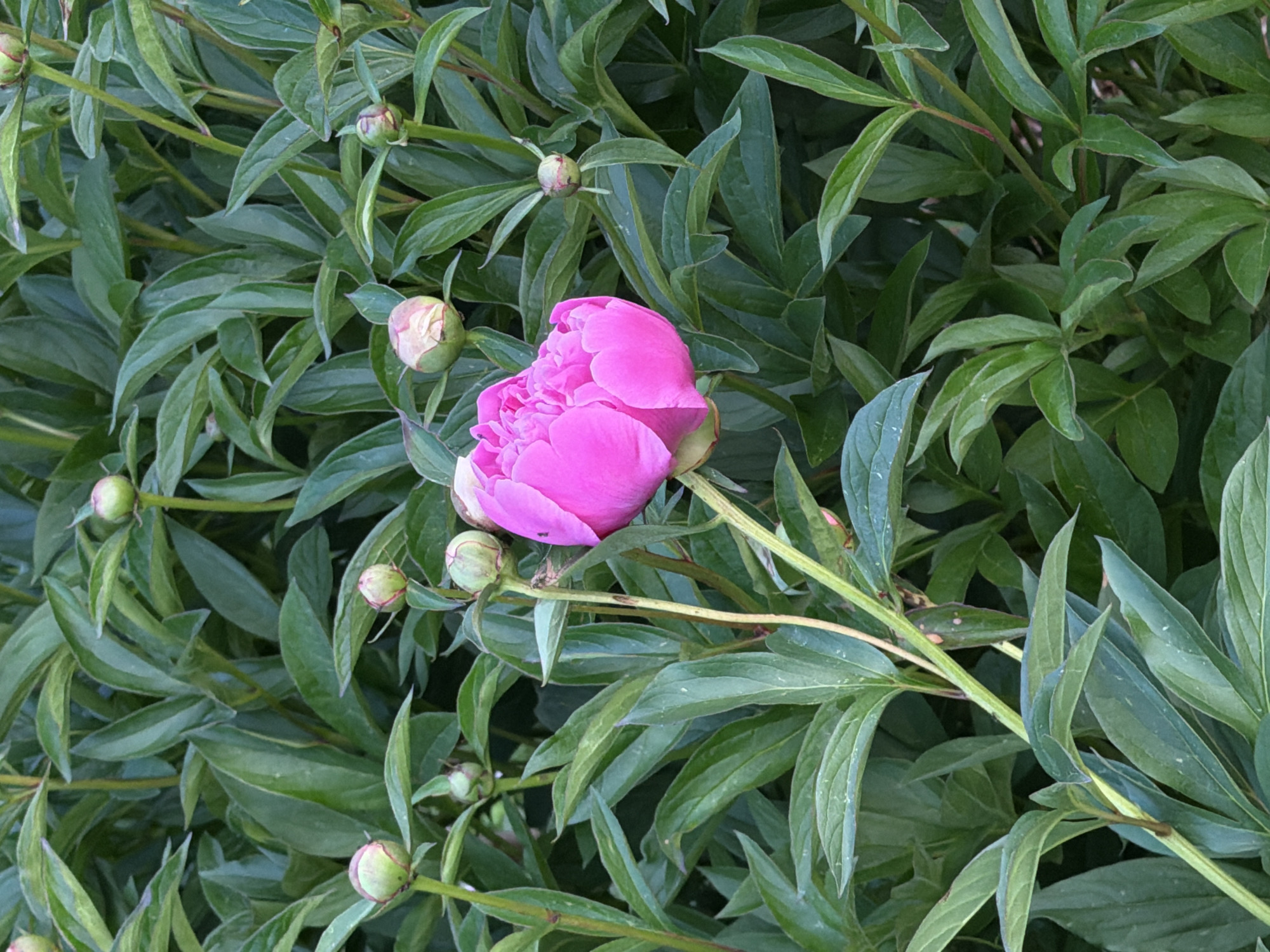 A close-up, eye-level shot captures a vibrant pink peony bloom with several unfurled petals in the foreground. The peony is positioned slightly to the left of center, with its stem extending diagonally downwards towards the left. Surrounding the flower is a dense backdrop of lush green peony foliage, with various buds and leaves visible throughout the frame. The lighting suggests it is daytime, with natural light illuminating the scene. There are no people or animals present. This image does not provide any information about the specific location within Satino-Russkoe, Russia, beyond it being a place where peonies are grown.