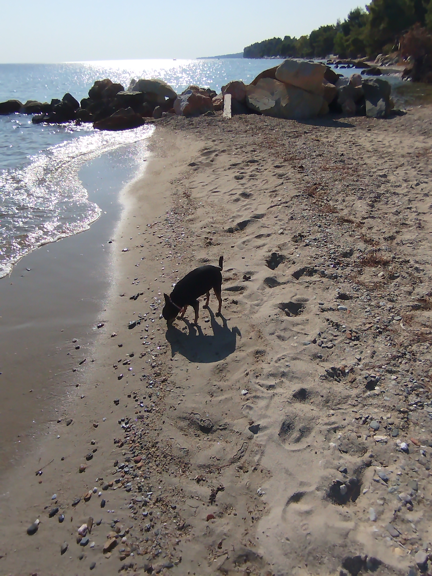 A small black dog with a reddish-brown collar is sniffing the sandy shore of a beach in Sithonia Municipal Unit, Greece. The dog is positioned on the wet sand near the waterline, casting a shadow behind it. The beach is characterized by fine sand interspersed with small pebbles and some dried vegetation. In the background, large rocks are visible along the coastline, and beyond them, the calm sea shimmers under the bright sunlight. The sky is clear and blue, suggesting a sunny day. The overall scene depicts a tranquil natural environment with a dog exploring the beach.