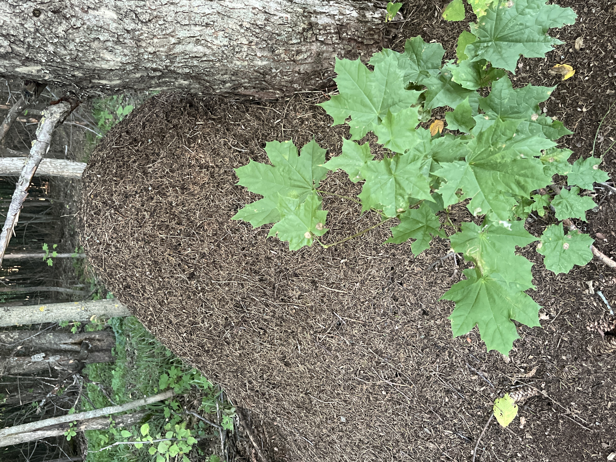 A large anthill, constructed from pine needles, is situated at the base of a mature tree with rough bark. Several green maple leaves are growing in front of the anthill and tree trunk. The background shows a forest with trees and undergrowth. The image was taken in Begishevo, Russia.