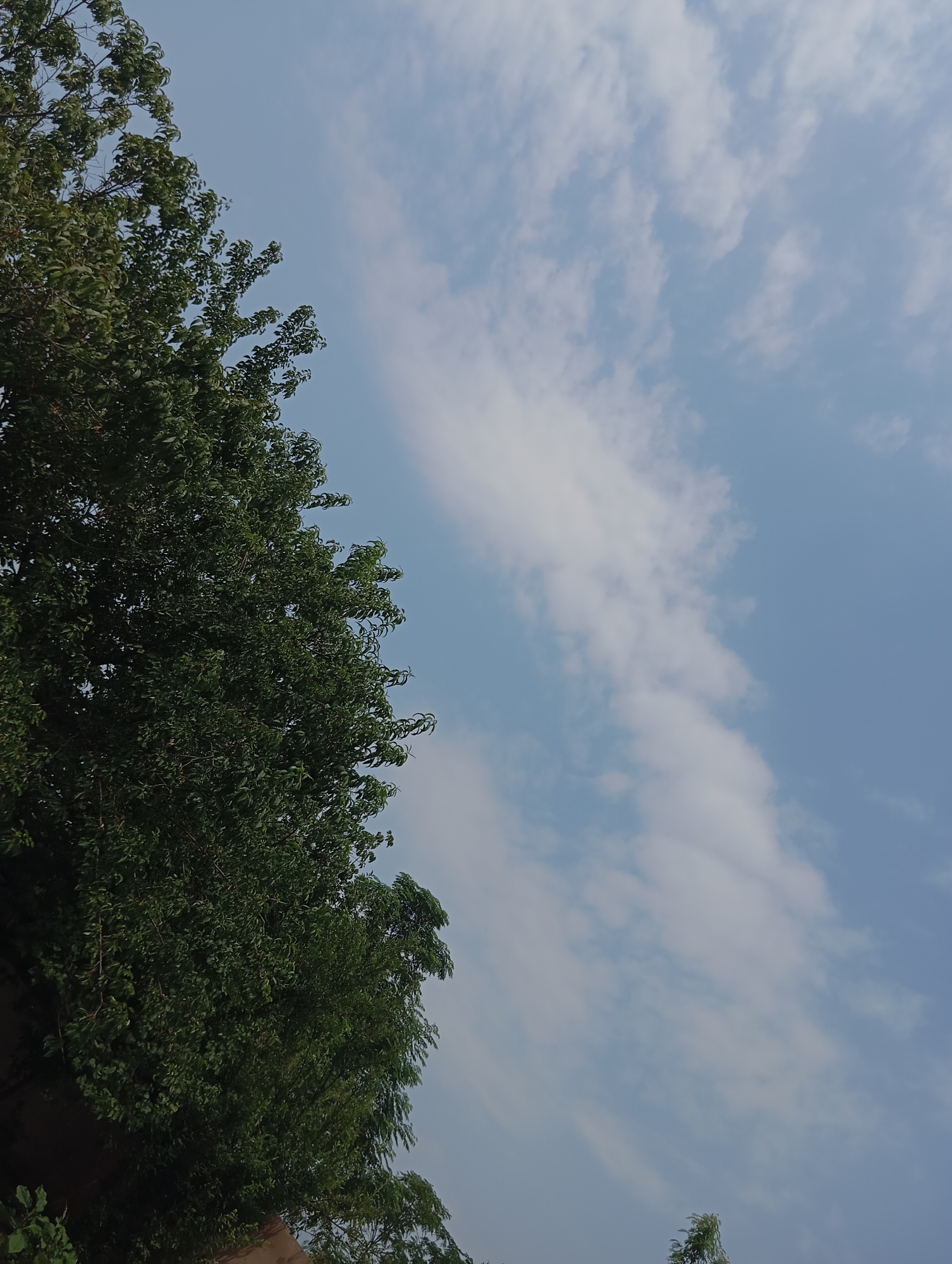 An upward-facing, medium shot captures a bright, overcast sky with a large portion of lush green foliage from a tree filling the left side of the frame, extending from the bottom left corner to the top left. The leaves are densely packed, forming a rich texture that obscures the view of the sky behind it. The sky is a pale blue, streaked with wispy white clouds that are elongated and dispersed across the upper right quadrant of the image. The lighting suggests it is daytime, likely mid-morning or afternoon, given the brightness of the sky. No people or specific landmarks are visible. The image appears to be taken outdoors in a natural setting, potentially a park or a backyard.