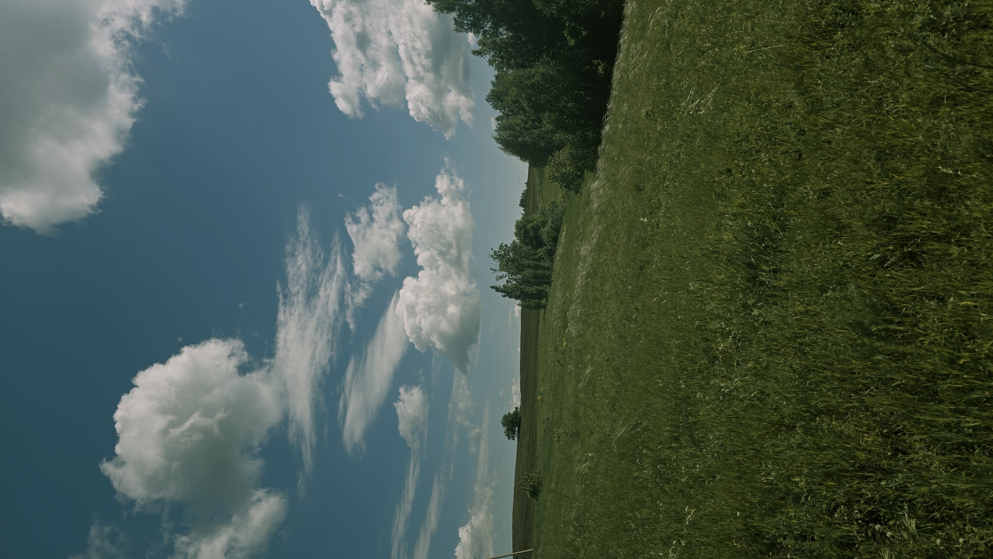 The image depicts a vast, green, grassy field under a bright blue sky with scattered white clouds. The field extends into the distance, with a gentle slope upwards towards a tree line. In the middle ground, there is a cluster of trees, and further in the distance, a lone tree stands on a hill. The foreground of the field is dominated by tall grass, with some lighter-colored wispy grasses scattered throughout. The scene is serene and natural, suggesting a rural or semi-rural environment. The image does not contain any people or specific man-made objects that would help pinpoint a precise location within the city of Kzyl-Chishma, Russia, beyond the general impression of a landscape.