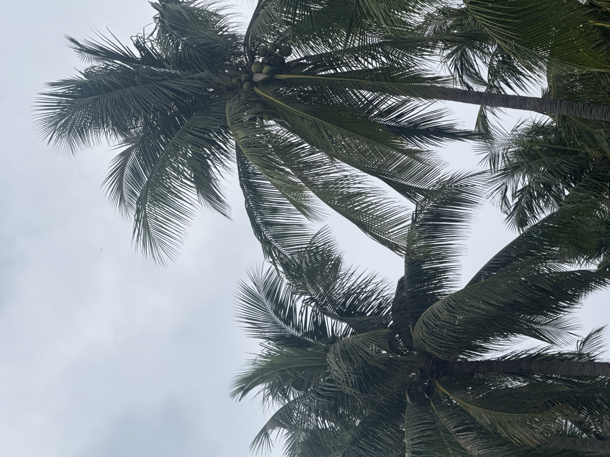 The image shows a cluster of mature coconut palm trees against a pale, overcast sky. The fronds are a deep green, some appearing somewhat tattered. Several clusters of young, green coconuts are visible on one of the palms, located towards the upper right of the frame. The trunks of the trees are textured and dark. The environment appears to be outdoors, with no visible buildings or human activity. The scene suggests a tropical or subtropical climate, consistent with Phu Thuy Ward, Vietnam.