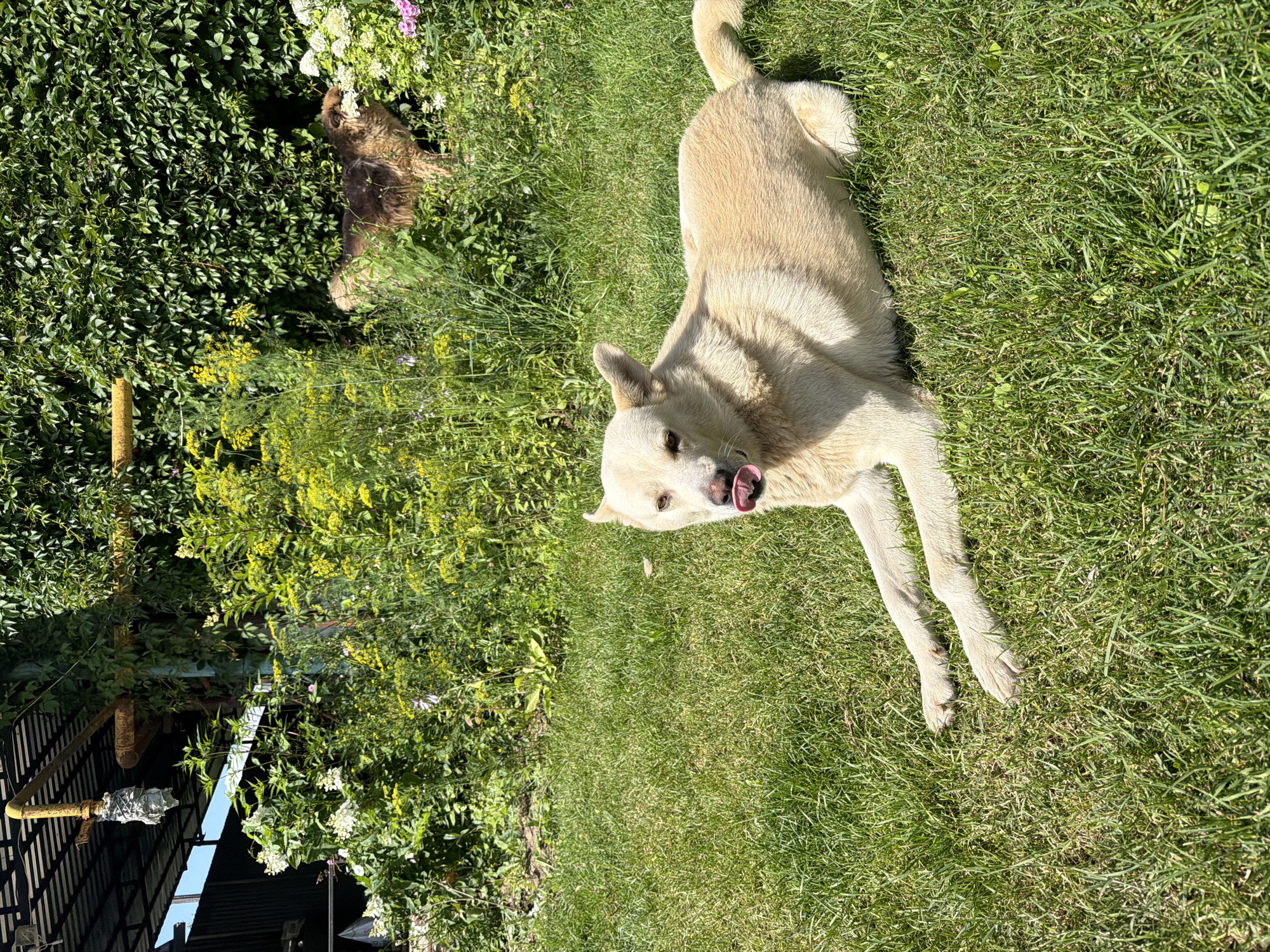 A light-colored dog lies on a grassy lawn in the city of Gribki, Russia, with its tongue hanging out. The dog is positioned in the foreground and appears relaxed, with its front paws extended. In the background, a darker-colored dog is visible amidst lush green foliage and flowering plants. A metal structure with a corrugated roof is also present in the background, partially obscured by the vegetation. The environment suggests an outdoor setting, possibly a backyard or garden, on a sunny day.