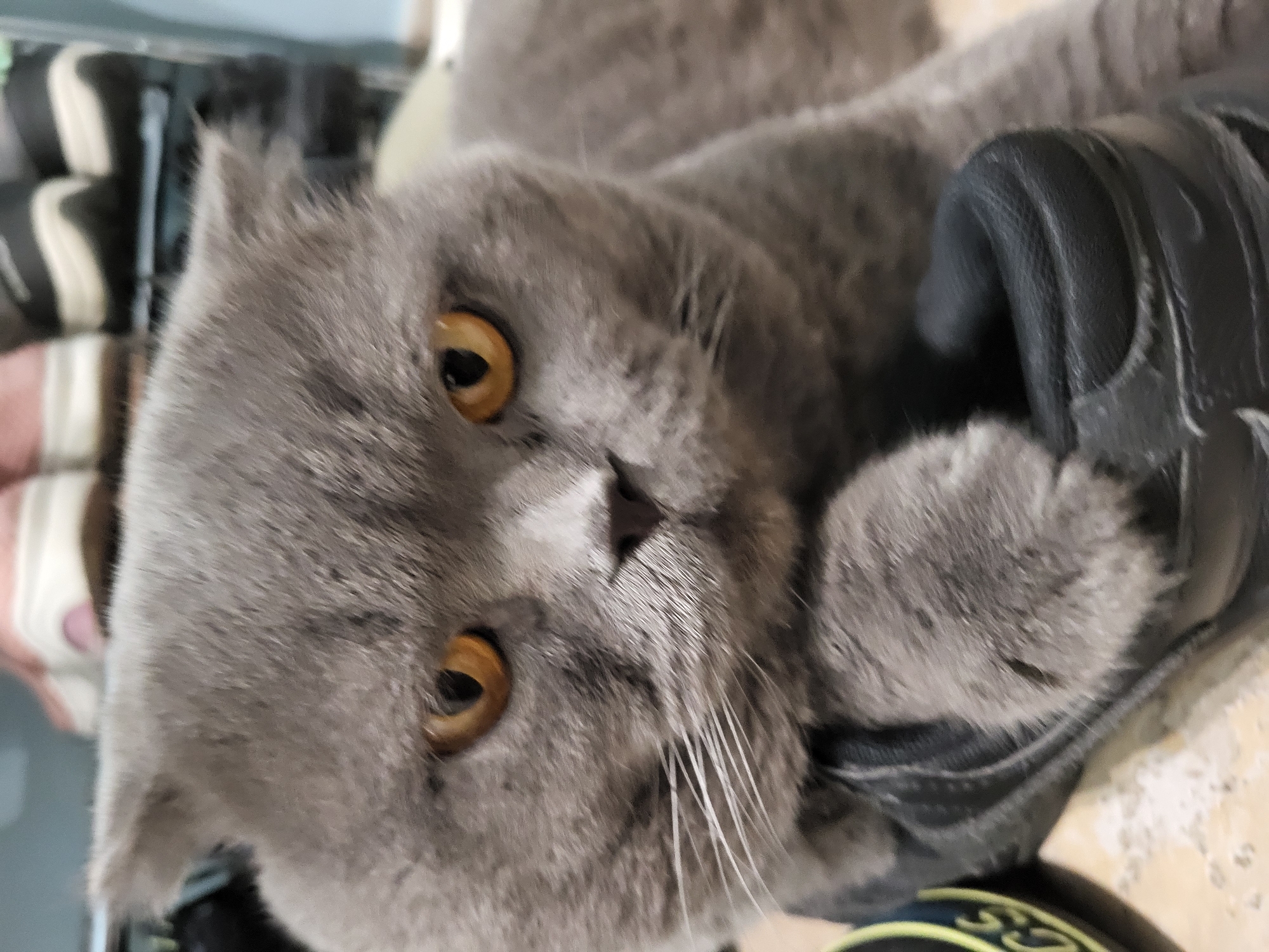A close-up, eye-level, vertical shot shows a gray British Shorthair cat resting its head on a black shoe. The cat has large, round, amber eyes with black pupils, and its ears are folded forward. Its whiskers are prominent and white against its gray fur. The cat's left paw is visible on the shoe, which appears to be a sneaker with a white sole and yellow detailing on the side. In the background, out of focus, are several pairs of shoes stacked on a shelf. The lighting is dim, creating a soft focus effect. The cat's expression is alert and somewhat unimpressed.