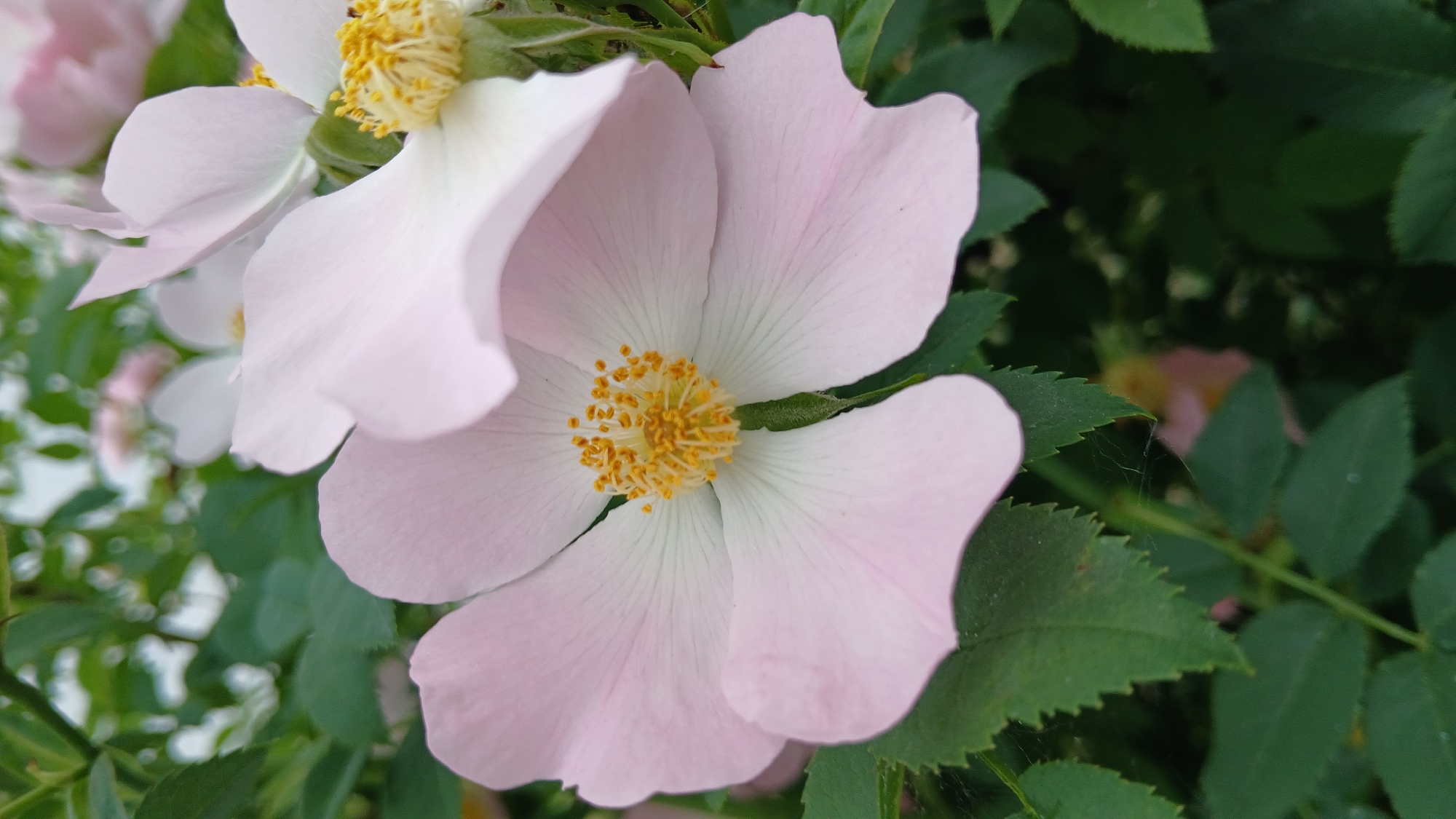 This close-up photograph captures a light pink wild rose in full bloom, prominently featured slightly to the right of the frame. The flower displays five delicate, slightly crumpled petals that transition from a soft pink at their edges to a lighter, almost white shade near the center. A vivid cluster of bright yellow stamens forms the heart of the flower, adding a burst of color. Fine veins are subtly visible across the petals.
In the background, other similar light pink blossoms are visible but softly blurred, creating a shallow depth of field that emphasizes the main subject. Surrounding the flowers are numerous dark green leaves with serrated edges, some in focus, providing a rich, textured backdrop. A delicate spiderweb is faintly discernible on one of the lower left leaves.
The lighting suggests it is daytime, casting a gentle, natural glow on the petals and leaves. The overall scene conveys a sense of natural beauty and peacefulness. There is no discernible activity taking place, as it is a static image of flora. No text is visible within the photograph. While the location context is Dnipro, Ukraine, no specific visual elements in the image directly indicate this geographical detail.