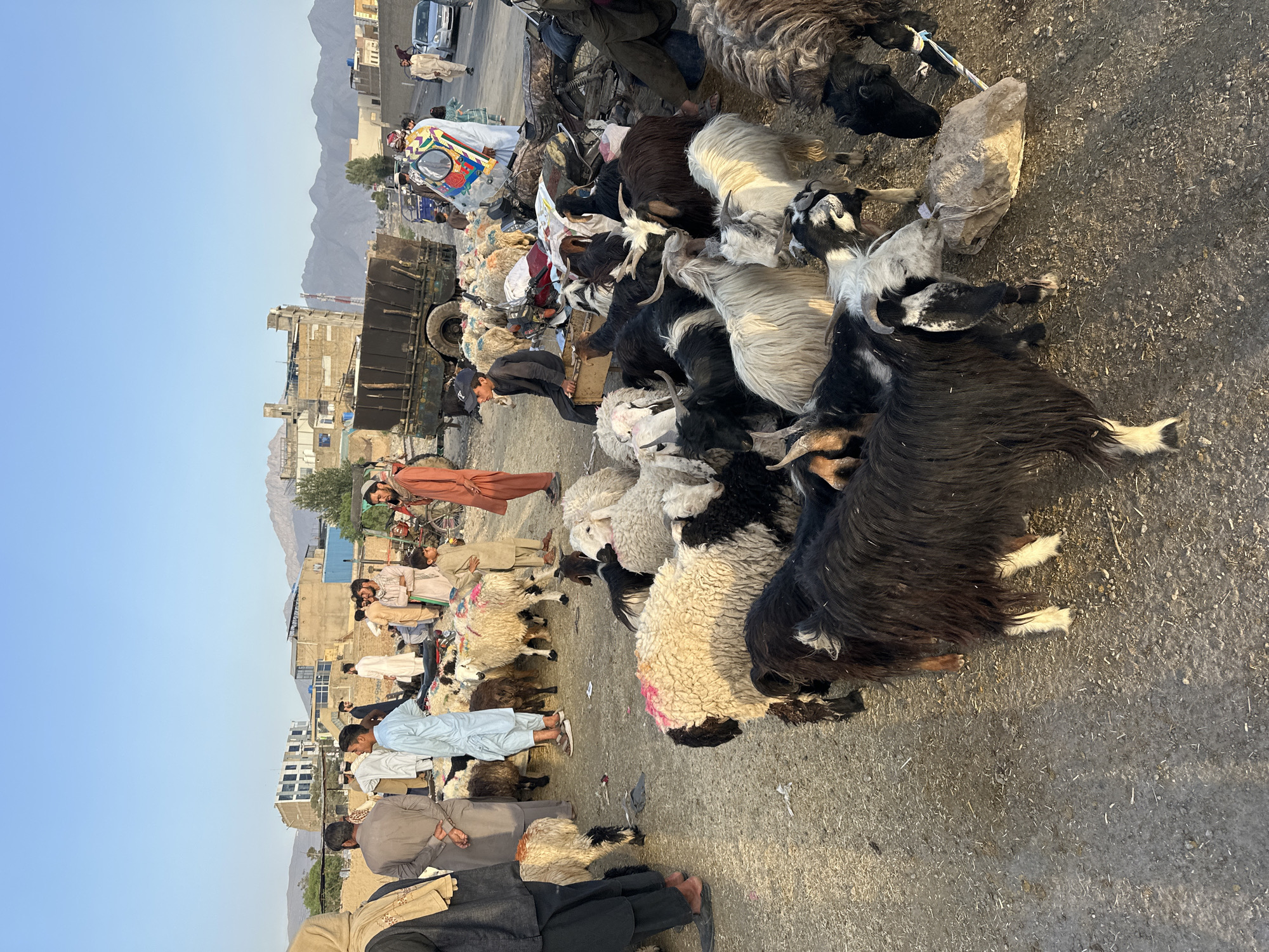 The image depicts a livestock market scene in Quetta City Tehsil, Pakistan. A large group of sheep and goats, predominantly black and white, are gathered closely together on a paved surface. People, dressed in traditional Pakistani clothing, are interacting with the animals, likely engaged in buying and selling. In the background, a truck is loaded with goods, possibly related to the livestock trade, and buildings are visible in the distance, indicating an urban setting with mountains further in the background. The sky is clear and the scene is bathed in sunlight.