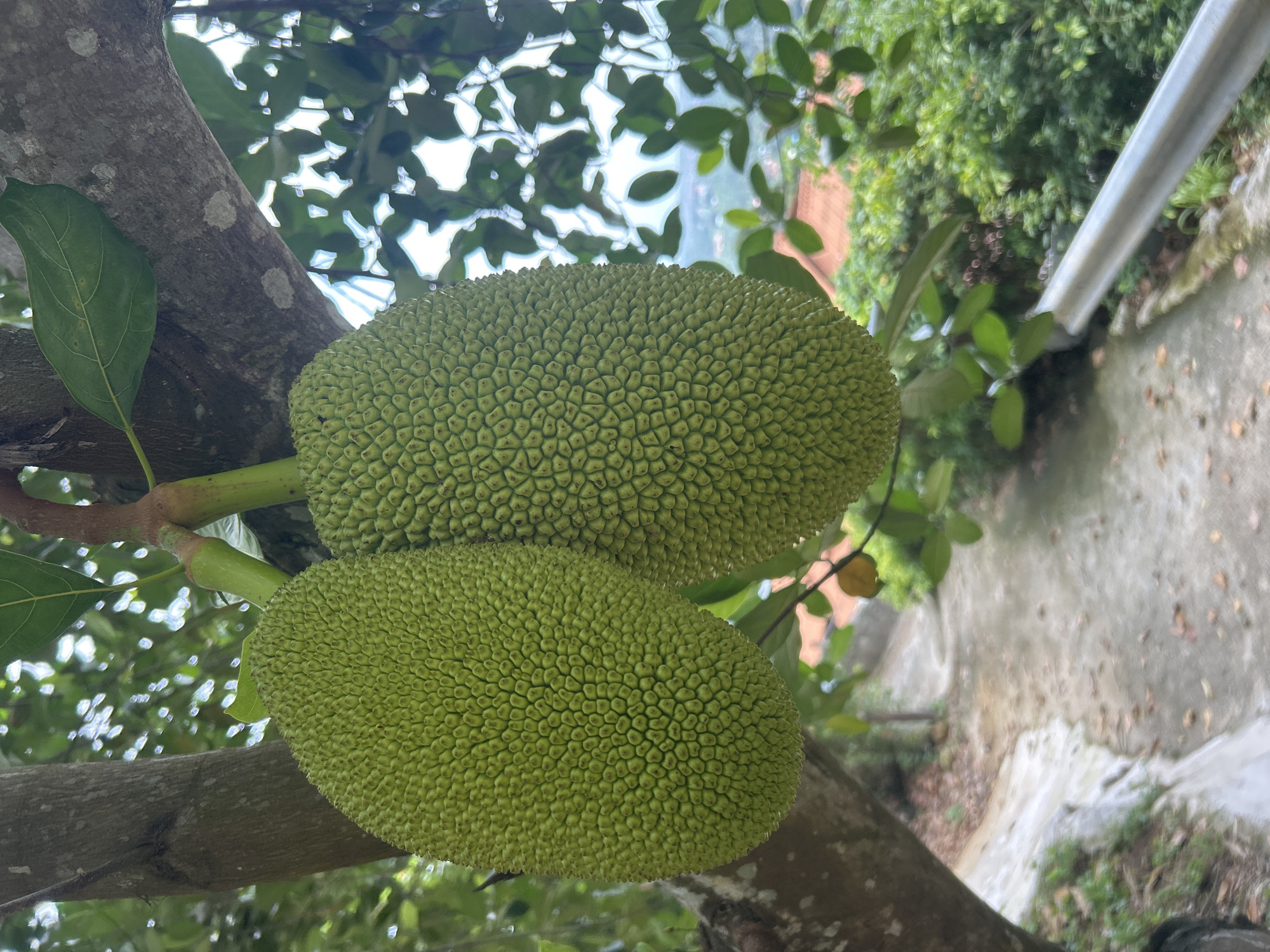 This is an eye-level medium shot of two unripe jackfruits hanging from a tree in George Town, Malaysia. The jackfruits are a vibrant green and covered in a spiky rind. They are attached to a thick branch by smaller green stems. In the background, a concrete pathway winds through lush green foliage. A metal railing runs along the right side of the pathway. The overall scene suggests a tropical environment.