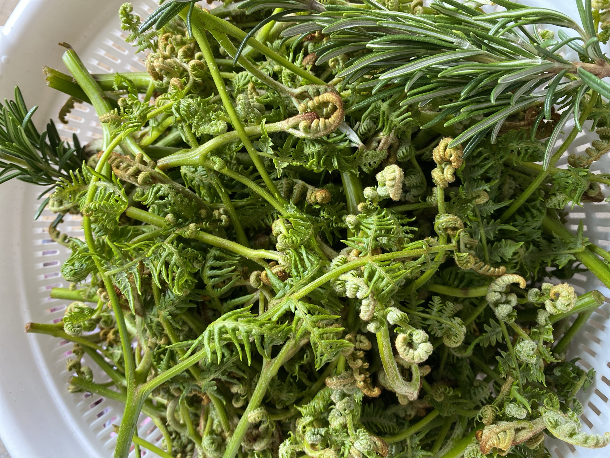 The image shows a close-up of a pile of fiddlehead ferns and rosemary sprigs in a white plastic colander. The fiddleheads are tightly coiled and light green, while the rosemary sprigs are dark green and needle-like. The scene is likely in a kitchen or outdoor setting. The image does not depict Budva, Montenegro, or provide any information about people, subjects, objects, actions, interactions, or the environment of that city.