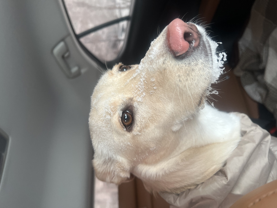 A pale yellow Labrador Retriever or similar breed dog is captured in a medium-shot portrait within a vehicle, situated in Krasnoyarsk, Russia. The dog's head is turned right, with its dark brown eyes fixed slightly upward and right. Its fur is extensively covered in crystalline snow and ice, particularly on its forehead, around its eyes, along the bridge of its nose, and forming small icicles on its muzzle and whiskers. The dog's nose is pink. A light-colored, possibly beige, padded garment or blanket partially drapes over its left shoulder. The background reveals the vehicle's interior, including a brown leather seat and a blurred rear window showcasing a snow-covered outdoor landscape with trees, indicative of a severe winter environment in Krasnoyarsk.