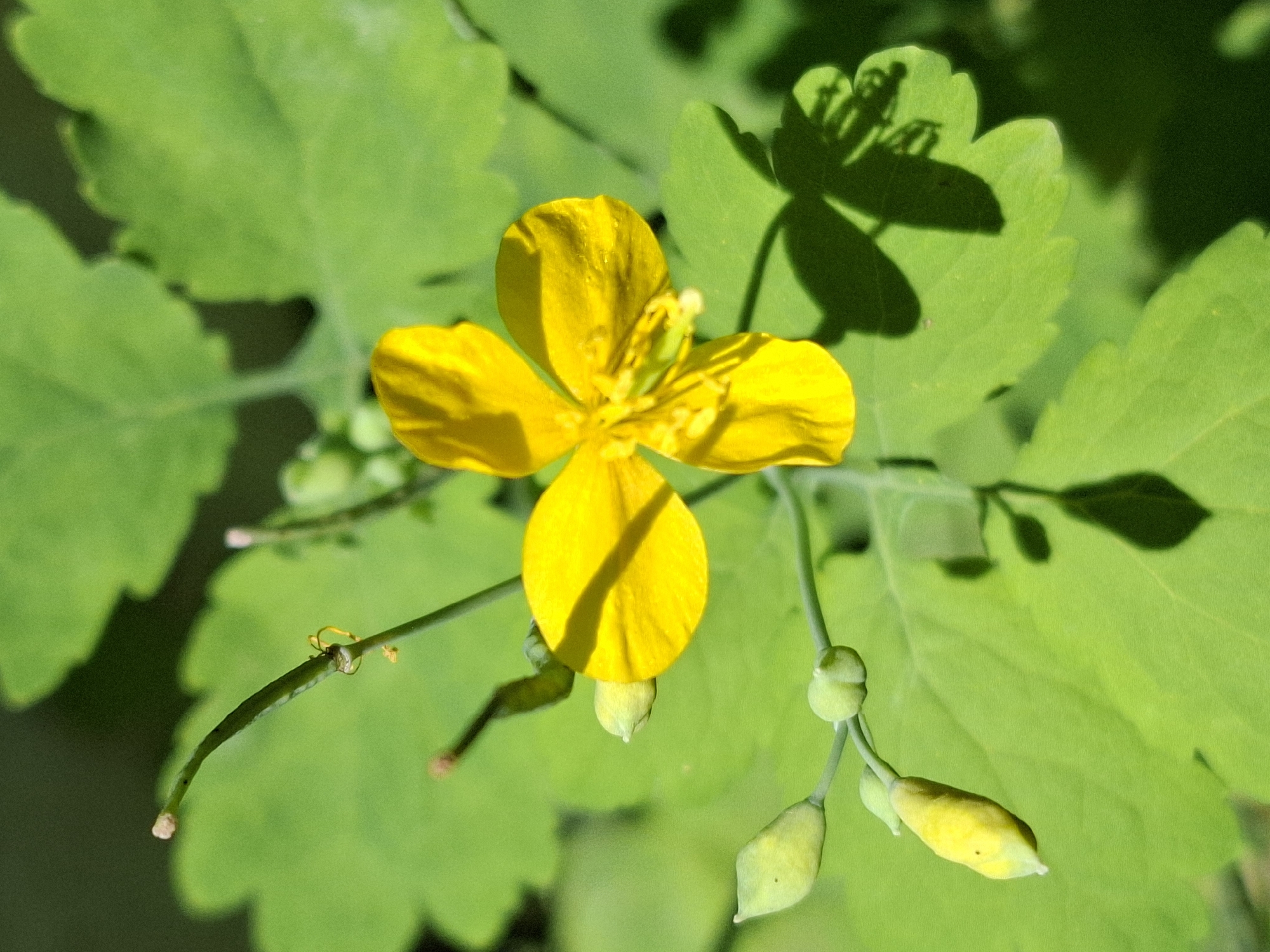 A close-up, eye-level shot captures a bright yellow flower with four petals, casting a shadow on a vibrant green leaf. Several light green, elongated buds are clustered on thin stems below the flower. The background is a soft blur of green leaves and dark shadows, suggesting an outdoor, natural setting. The image is well-lit, with the sunlight highlighting the delicate texture of the petals and the veins of the leaves.