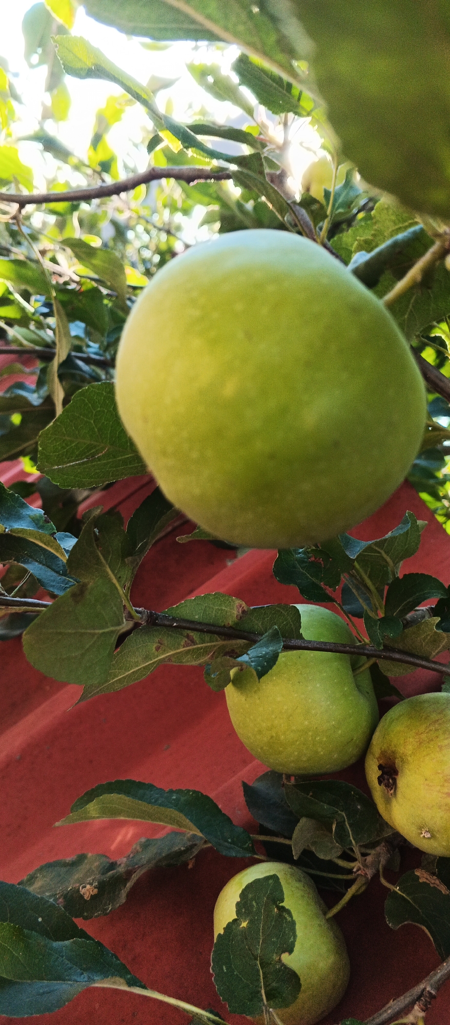 The image shows several green apples hanging from a tree, with leaves and branches in the foreground. The apples are of varying sizes and shades of green. Behind the apples and leaves, a red, corrugated surface is visible, possibly a roof or wall. Sunlight filters through the leaves, creating bright highlights. The overall setting appears to be outdoors, in a natural or semi-natural environment. The image does not contain any identifiable landmarks or clues that would allow for specific location identification within the city of Smila, Ukraine. There are no people or any discernible actions taking place.