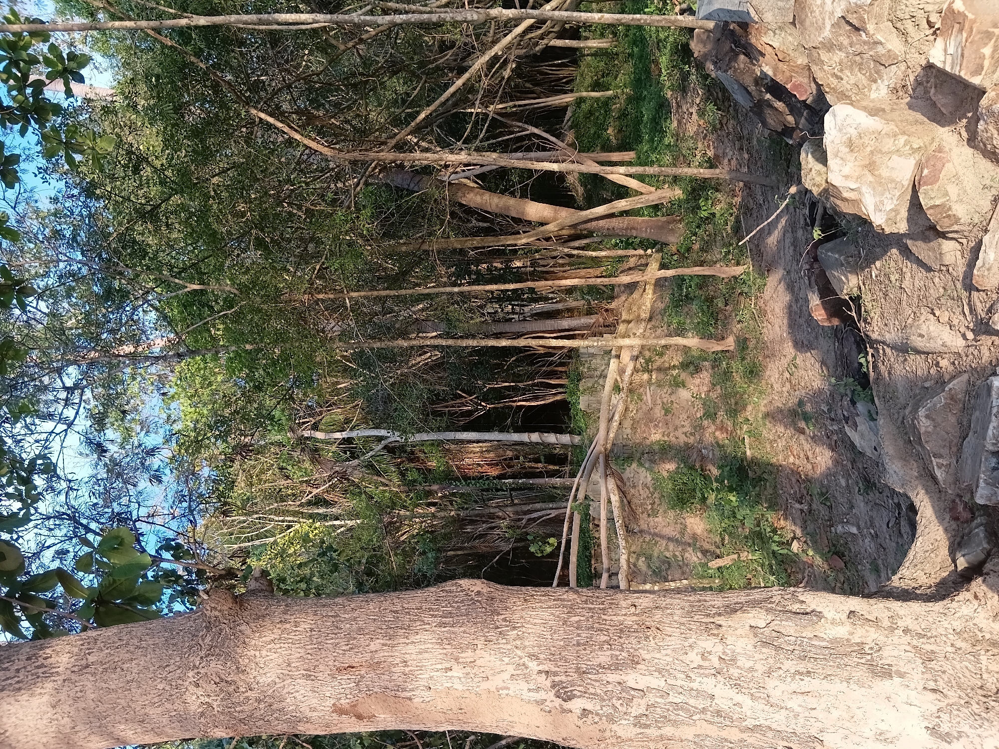 The image depicts a dense forest scene with a large tree trunk prominently featured in the foreground on the left. The tree has rough, textured bark and is illuminated by sunlight. Behind the large tree, the forest floor is visible, covered in dry earth and scattered rocks, with patches of green vegetation. A low wooden fence or railing runs horizontally across the mid-ground, partially obscured by shadows. Numerous slender trees with varying densities of foliage populate the background, creating a layered effect. The canopy overhead is lush with green leaves, and slivers of blue sky are visible between the branches. The overall impression is one of a natural, untamed environment. The image was captured in Baan Pang Ka, Thailand.