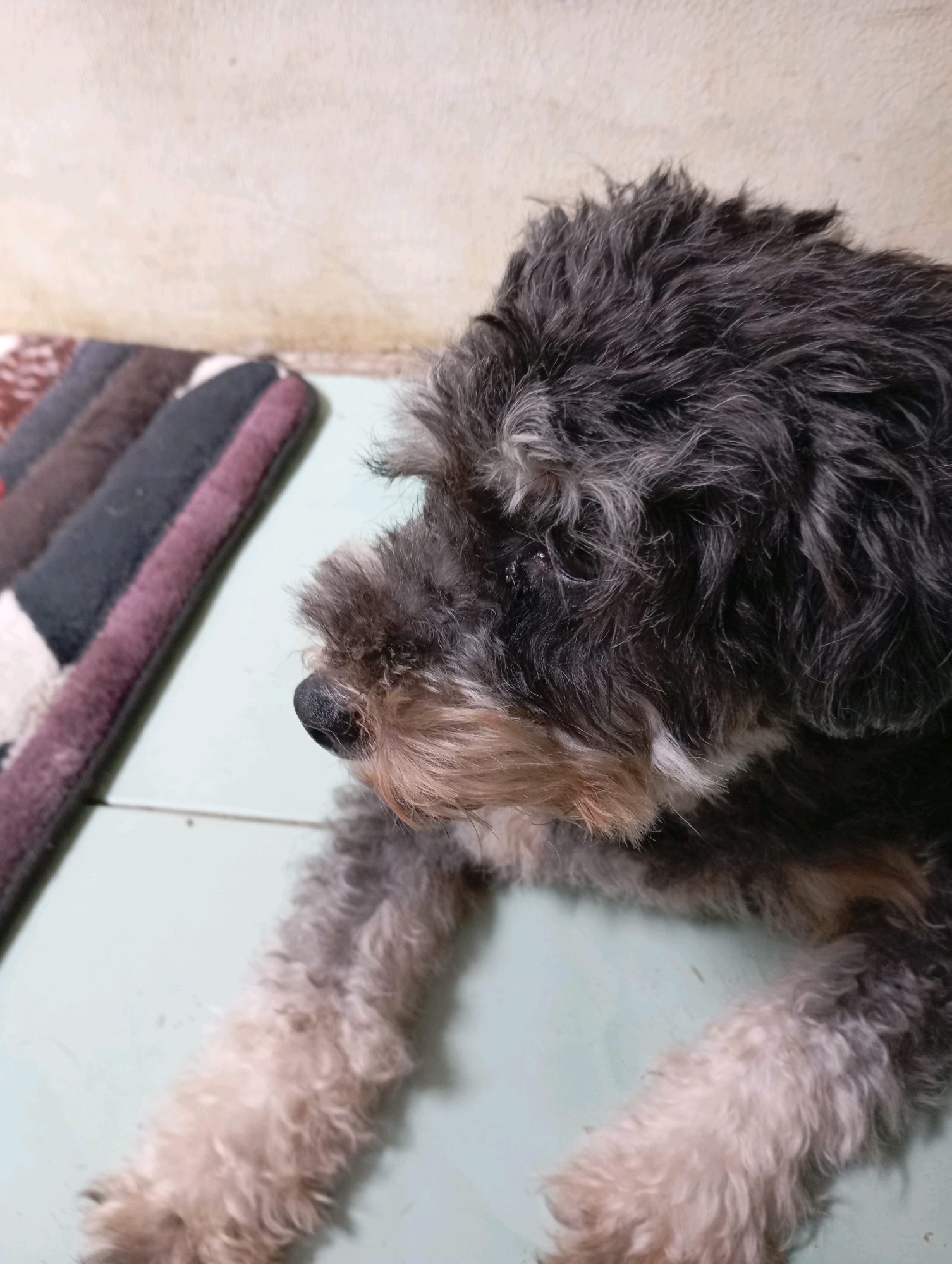 A medium shot photograph, taken from a high angle, shows a dog lying on a light blue tiled floor. The dog, a poodle mix with black, gray, and tan fur, is facing left and looking away from the camera. Its fur is somewhat disheveled. To the left of the dog, a woven mat with stripes of burgundy, gray, and brown lies on the floor. In the background, a textured, beige wall is visible. The scene appears to be indoors, likely in a residential setting in Balikpapan, Indonesia.