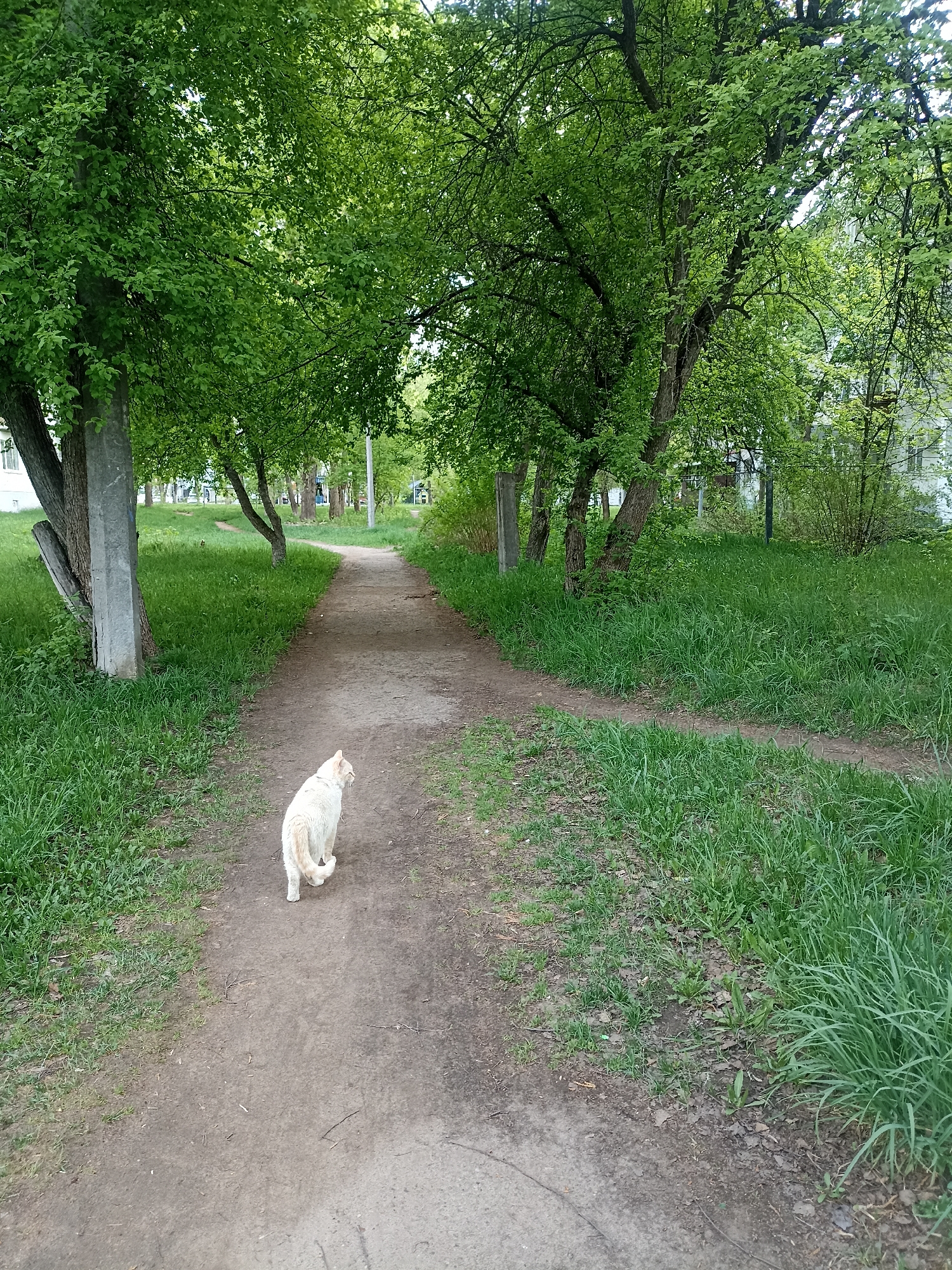 A light-colored cat is walking away from the viewer on a dirt path. The path is bordered by green grass and trees with lush green leaves. A path branches off to the right. Concrete posts are visible on the left side of the path. Buildings are visible in the background. The location is a park in Unknown, Unknown.