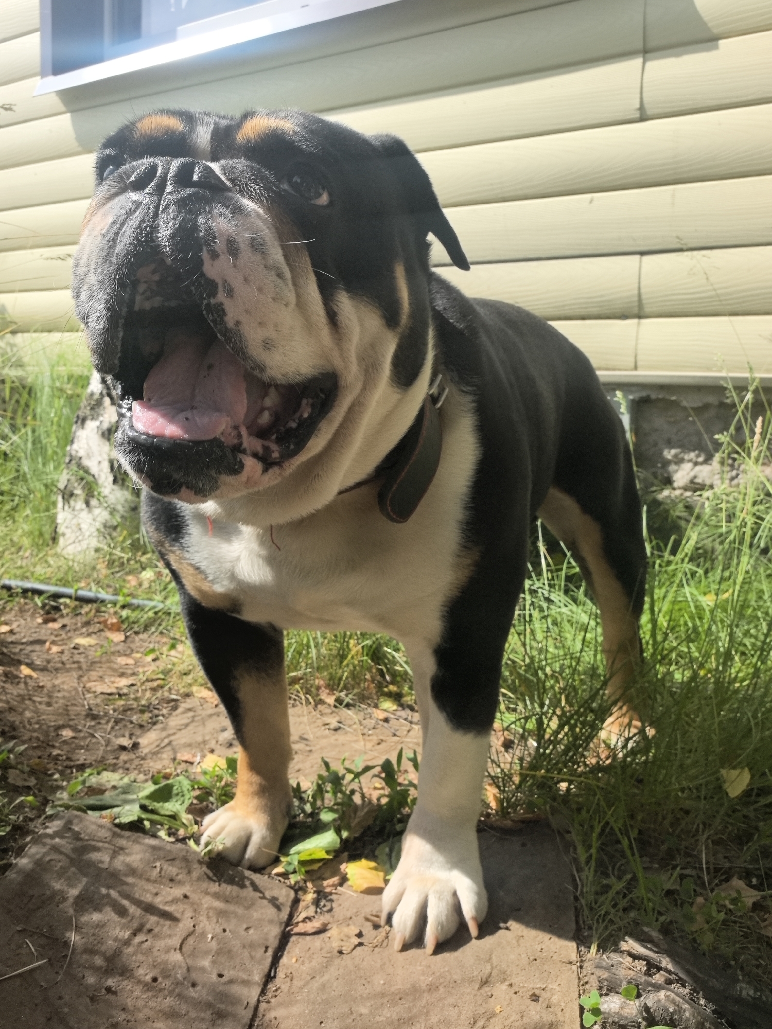 An English Bulldog stands outdoors on a sunny day, its mouth open and tongue visible. The dog is predominantly black and white with tan markings on its legs and face. It is wearing a dark collar. The background consists of a light-colored, horizontally paneled wall of a building and green grass with some dry leaves and dirt on the ground. A stone slab is visible in the foreground. The scene appears to be in a residential area in Noviy, Russia.