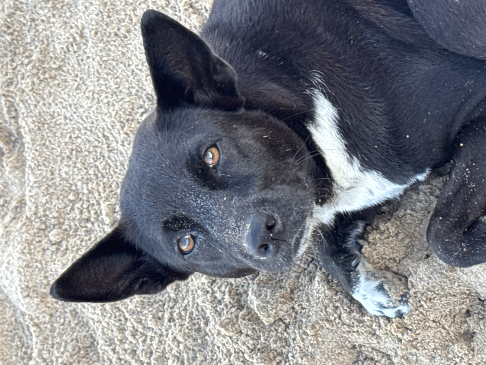 An overhead close-up shot captures a black dog lying on light-colored sand. The dog has short, dark fur, prominent upright ears, and warm amber eyes that are looking directly at the viewer. A distinct white patch is visible on its chest, extending down its front legs, which are also partly white. Its snout and parts of its face are lightly dusted with grains of sand, suggesting it might have been playing or rolling in the sand. The texture of the sand, which is the primary background, is visible around the dog, appearing somewhat coarse and a light tan or beige color. The lighting suggests it is daytime, casting soft illumination without harsh shadows. The dog appears relaxed and curious. No human subjects or discernible text are visible in the frame. The scene is set in a sandy environment, likely a beach given the location context of Kuta Selatan, Indonesia.