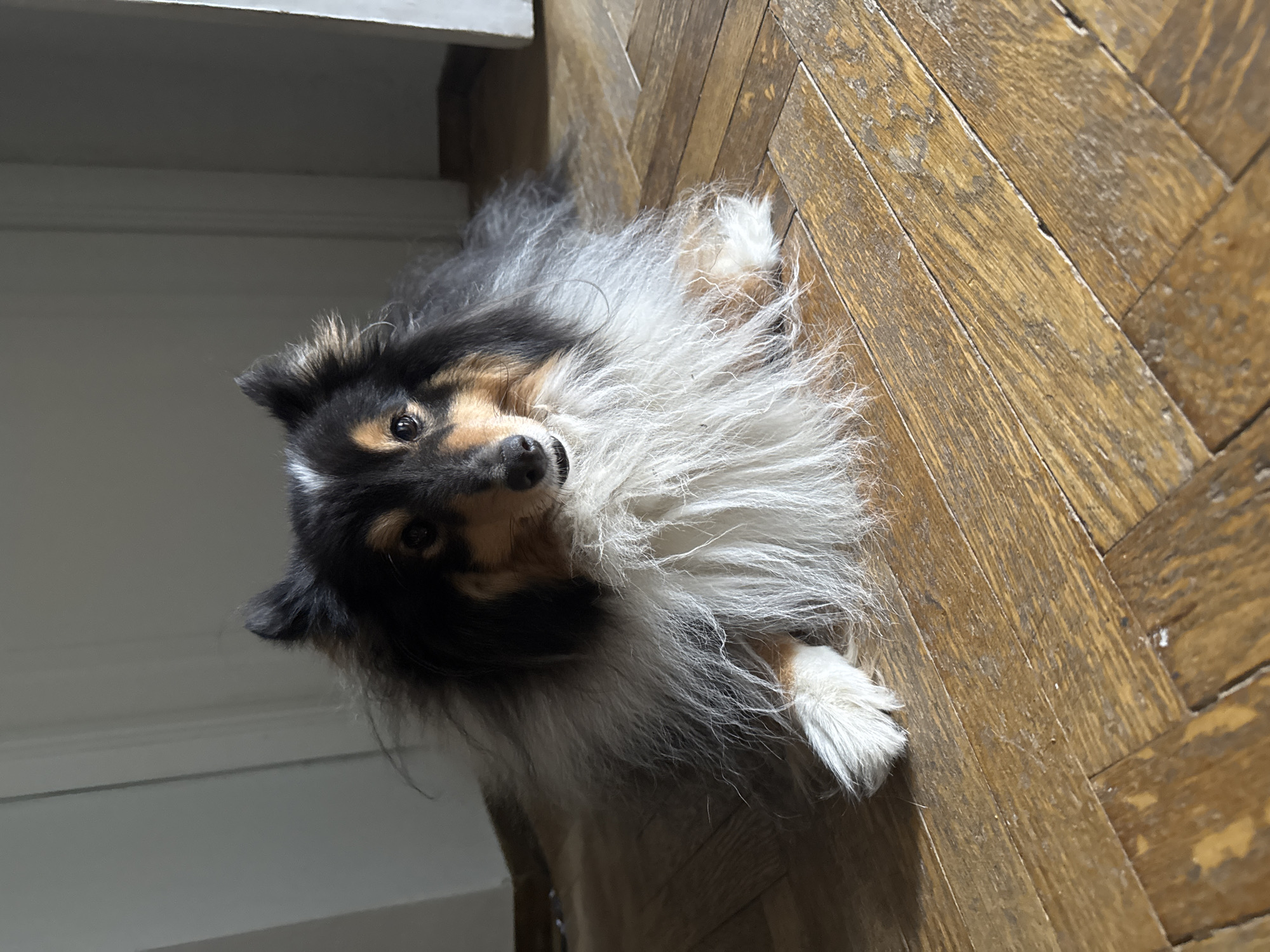 A tri-color Shetland Sheepdog is lying down on a wooden floor. The dog has black, tan, and white fur, with a thick mane around its neck. Its eyes are dark and its ears are pointed. The dog is looking directly at the camera. The wooden floor has a parquet pattern and appears aged and slightly worn. The background is dimly lit and appears to be an interior space, possibly a room with a door visible on the right side. There are no other people or objects visible in the scene.