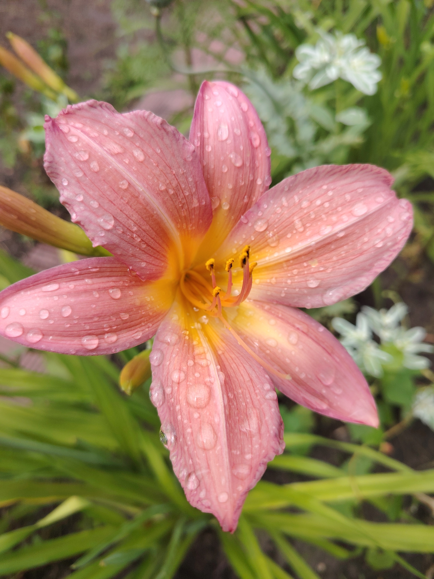 A close-up, eye-level shot captures a pink and yellow daylily flower with water droplets on its petals. The flower is in focus and fills most of the frame, with its six petals unfurled. The center of the flower reveals yellow stamen. The background is softly blurred, showing green foliage, some of which appears to be grass, and a hint of a light-colored plant. The overall lighting suggests an overcast day. The setting is outdoors, likely a garden. There are no people or animals visible. The scene appears to be in a residential or public garden area. The location is Unknown, Ukraine.