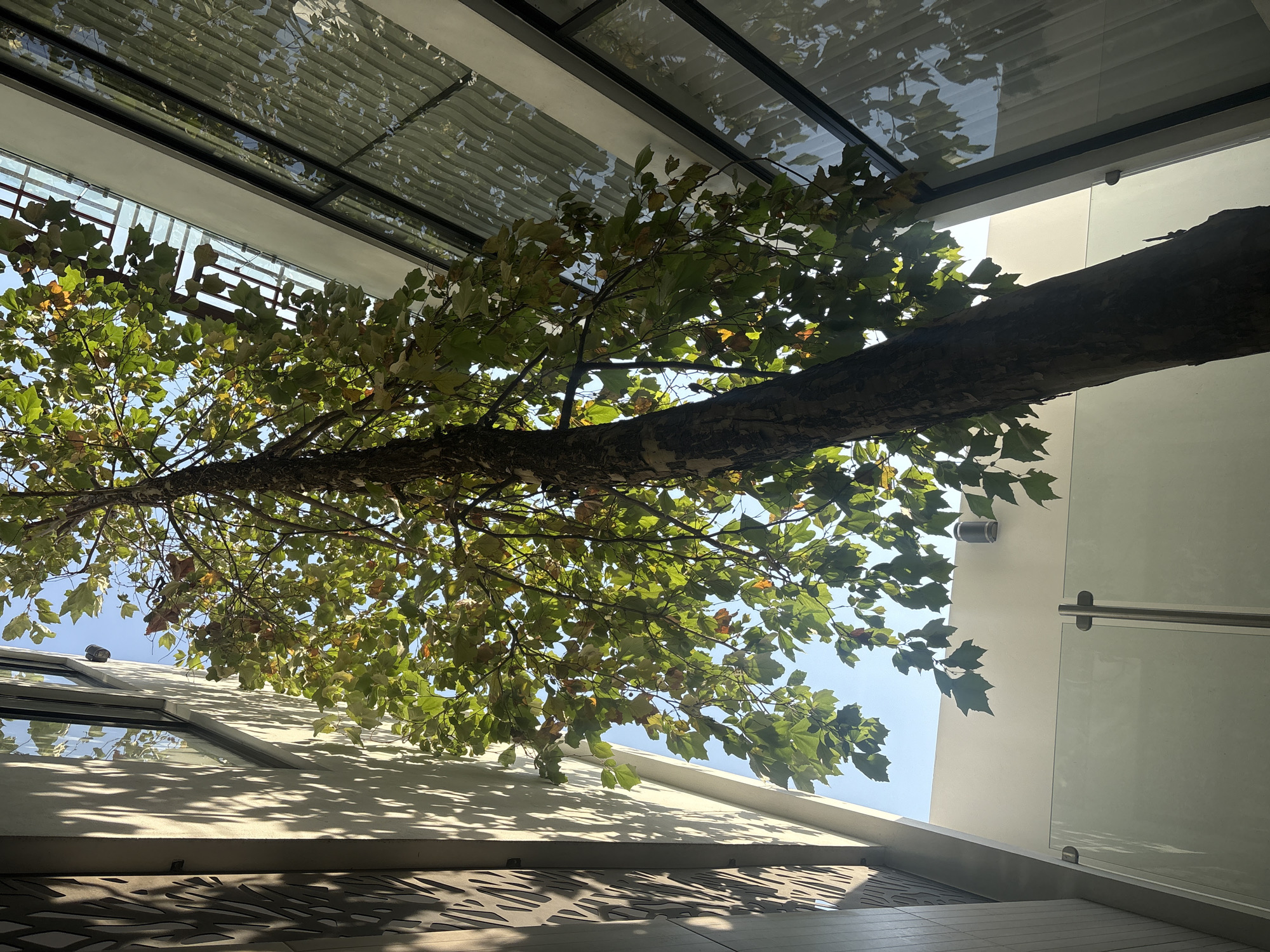 The photograph captures an upward perspective of a tree extending through an architectural space, suggestive of an inner courtyard or lightwell in San Bernardino Tlaxcalancingo, Mexico. The tree's substantial trunk and foliage fill much of the frame, casting shadows onto the adjacent building surfaces. Architectural features are visible: a glass ceiling or skylight structure at the top of the frame, and portions of building facades including a white wall on the right. The lower portion of the photograph shows the continuation of the building surface, potentially a wall, floor or overhang, with a patterned design. The overall light conditions indicate a sunny day, with the sky partially visible through the tree's canopy.