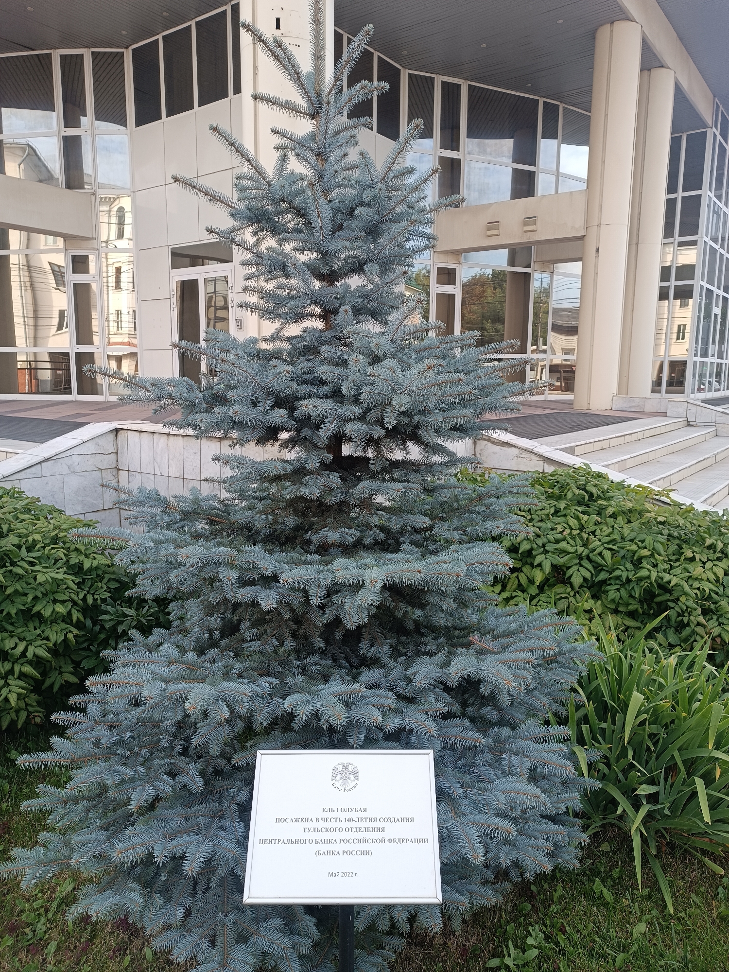 An outdoor, ground-level, full-shot image shows a blue spruce tree planted in front of a modern building with large windows. A white sign with Russian text is placed at the base of the tree. The building appears to be an official or administrative structure, with a concrete and glass facade, and a wide set of stairs leading up to an entrance. The surrounding vegetation includes manicured bushes and grass. The overall scene suggests a public space, possibly a government or financial institution. The sign indicates the tree was planted in honor of the 140th anniversary of the creation of the Tula Branch of the Central Bank of Russia in May 2022.