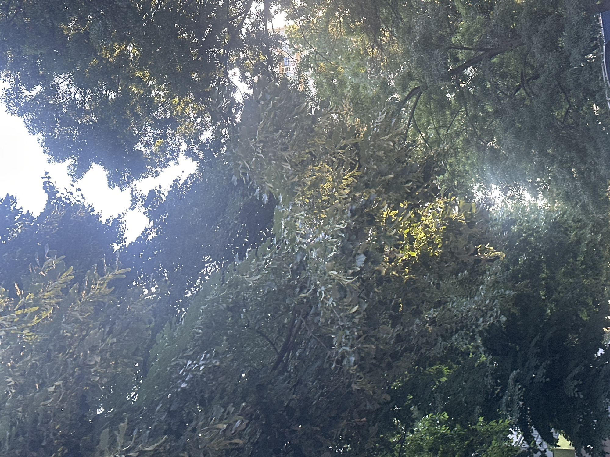 The image depicts a canopy of lush green trees with sunlight filtering through the leaves, creating dappled light and shadows. The foliage is dense and varied in color, ranging from deep green to lighter, sun-kissed shades. The leaves appear to be deciduous, with some suggesting a potential transition towards autumn. In the background, a modern building with visible windows can be seen peeking through the branches, indicating an urban setting. The sky is bright white and appears overcast or hazy, with the sun's rays diffused. The perspective is looking upwards into the trees, suggesting the photographer is at ground level or slightly below. There are no people or animals visible in the image.