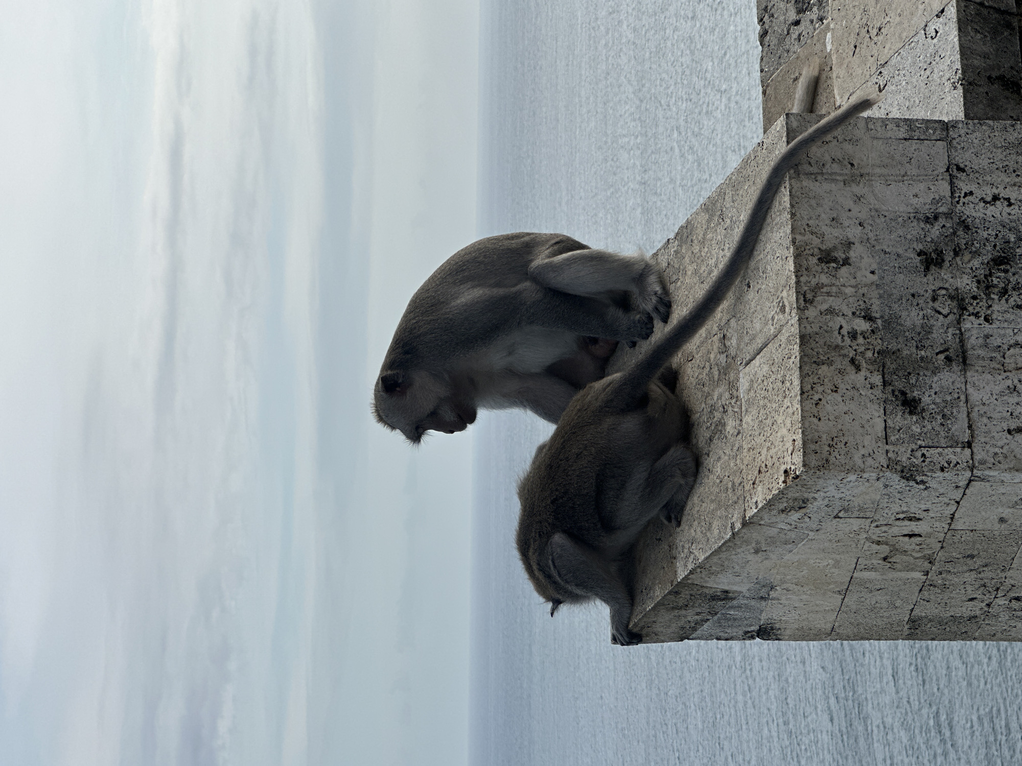 Two monkeys are positioned on a stone structure, possibly part of a building or monument. The structure is located at a high vantage point above the ocean, likely in Kuta Selatan, Indonesia. One monkey is in a hunched position, while the other is sitting on the ledge with its tail hanging down. The background consists of the sea and sky.