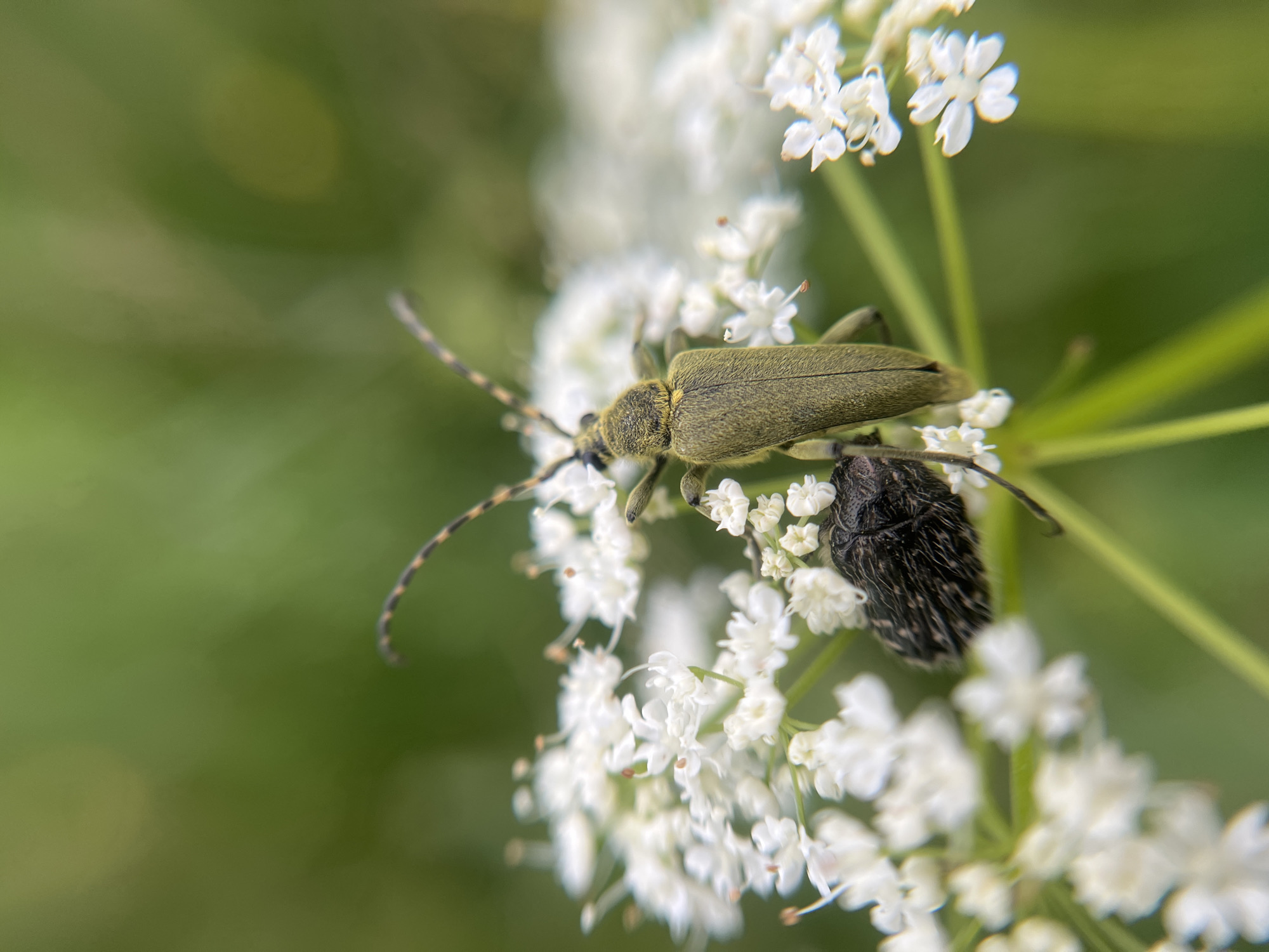 Two beetles are perched on a cluster of small white flowers. The larger beetle, in the foreground and slightly to the left, is long and slender with a muted green or olive body. It has prominent, segmented antennae that extend forward. Its body appears somewhat fuzzy. Partially obscured by the larger beetle and positioned to its right is a smaller, darker beetle. This beetle is more rounded and appears to be covered in dense, bristly hairs, giving it a textured, almost black appearance. Both beetles are on the same stalk, surrounded by delicate white blossoms with small, orange-tipped stamens. The background is a soft, out-of-focus blur of green foliage, suggesting an outdoor, natural setting. The lighting appears soft and diffused, possibly indicating natural daylight on an overcast day or shaded conditions. No text is visible in the image. The scene is a close-up macro shot, highlighting the intricate details of the insects and the delicate structure of the flowers. The overall impression is one of natural beauty and the quiet presence of small life within a garden or meadow environment. The location context provided is Zhigalki, Russia.