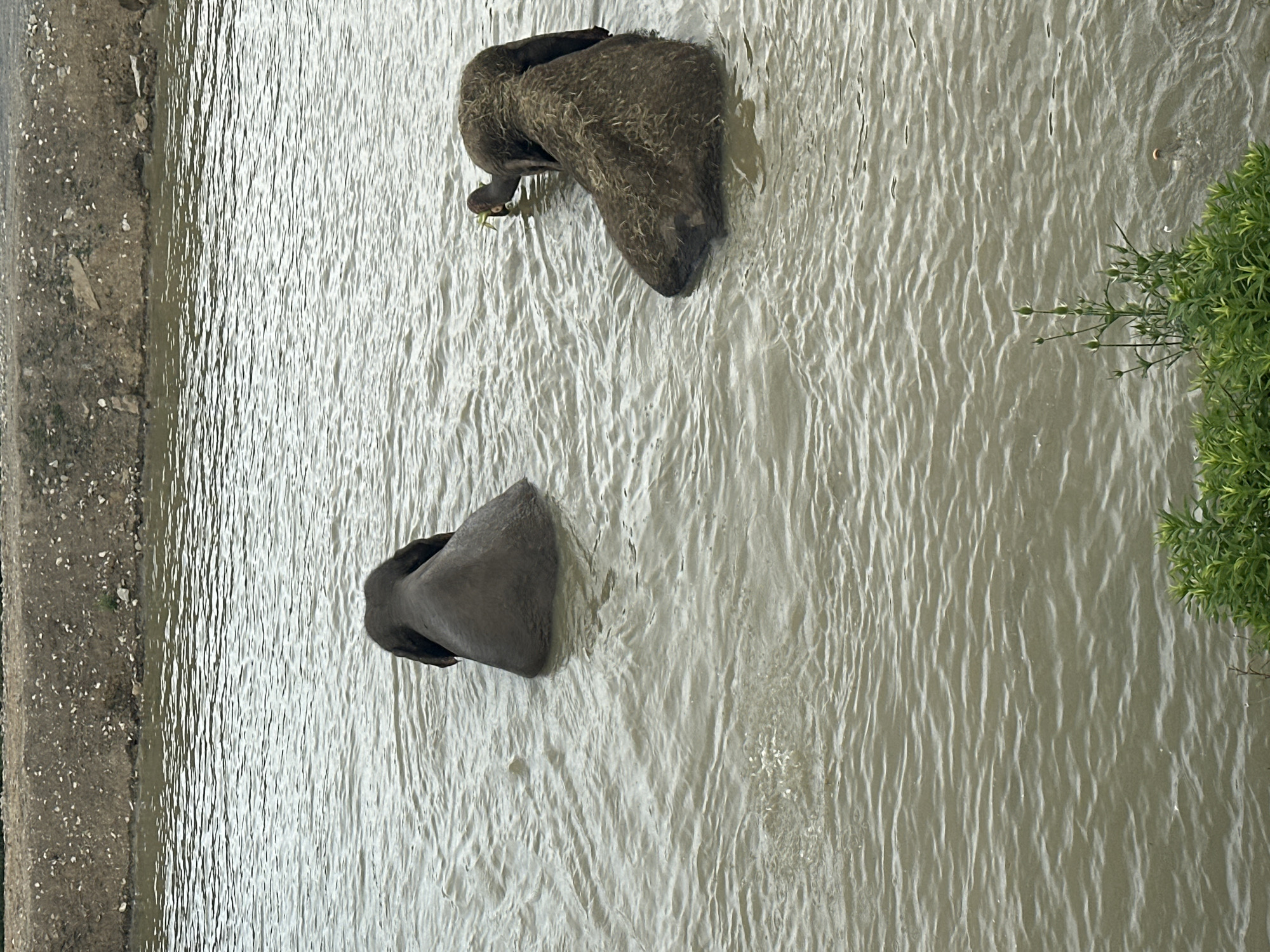 Two elephants are in a body of water near the bank. The elephant on the left is facing away from the viewer and is partially submerged, with only its head and back visible. The elephant on the right is also partially submerged and facing away from the viewer. It appears to be eating something from the water. The water is murky and has ripples. The bank in the background is made of dirt and gravel, with some vegetation. This image was taken in Nizhnyaya Shilovka, Russia.