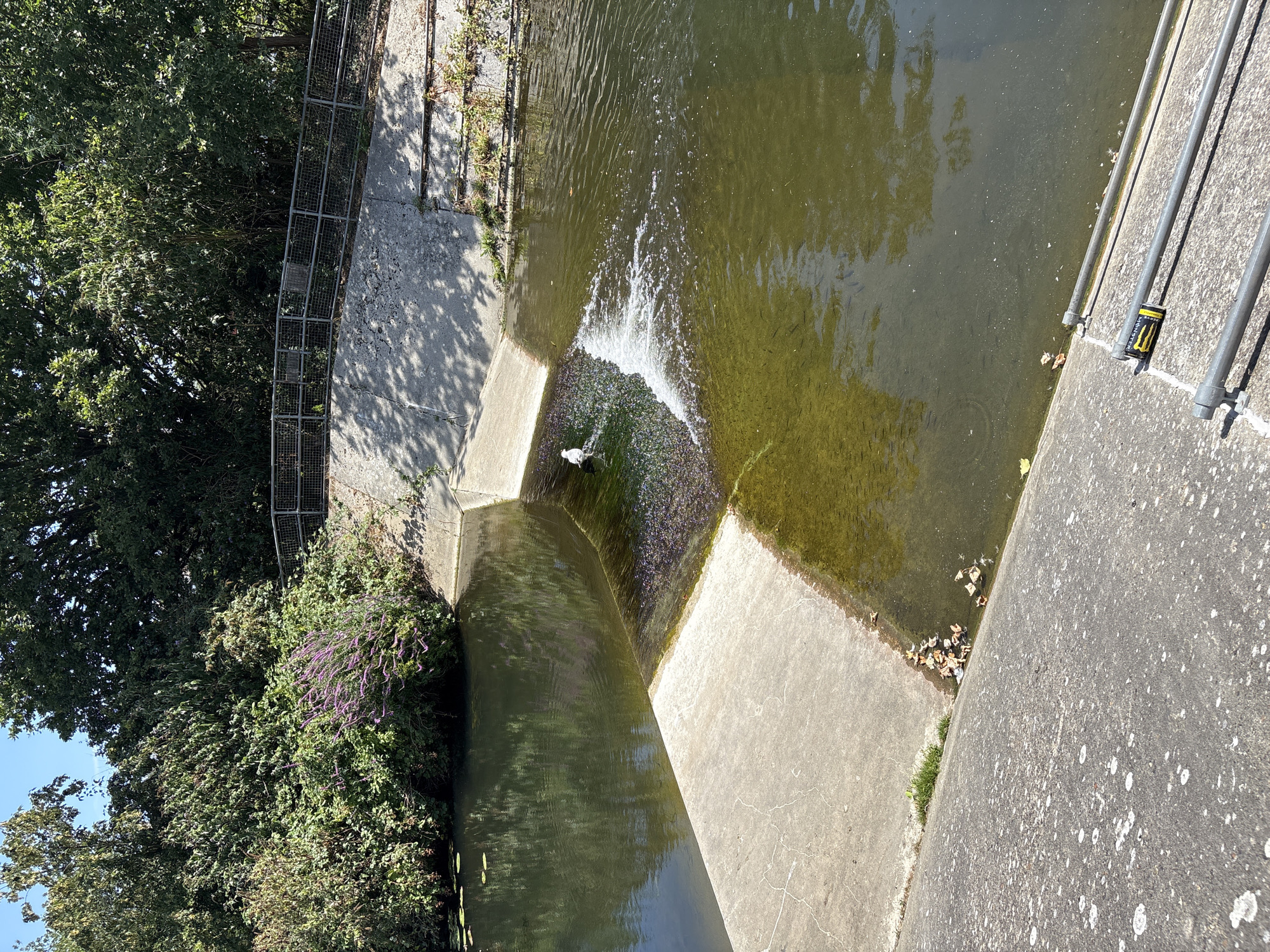 The image shows a concrete channel with a waterfall feature. A single white bird, possibly a gull, stands on the left side of the waterfall, facing right. The water is murky green and shallow at the waterfall, with a collection of dark objects, likely leaves, underneath the surface. The channel is surrounded by lush green trees and bushes. In the foreground, there are several metal pipes or railings lying on the concrete. A discarded energy drink can, with a yellow and black label featuring the Monster Energy logo, is visible on one of the pipes. The scene appears to be a natural waterway within an urban or suburban park setting.
Given the image content, and without any external information, it is not possible to definitively identify the specific location in the city of Chelmsford, United Kingdom.