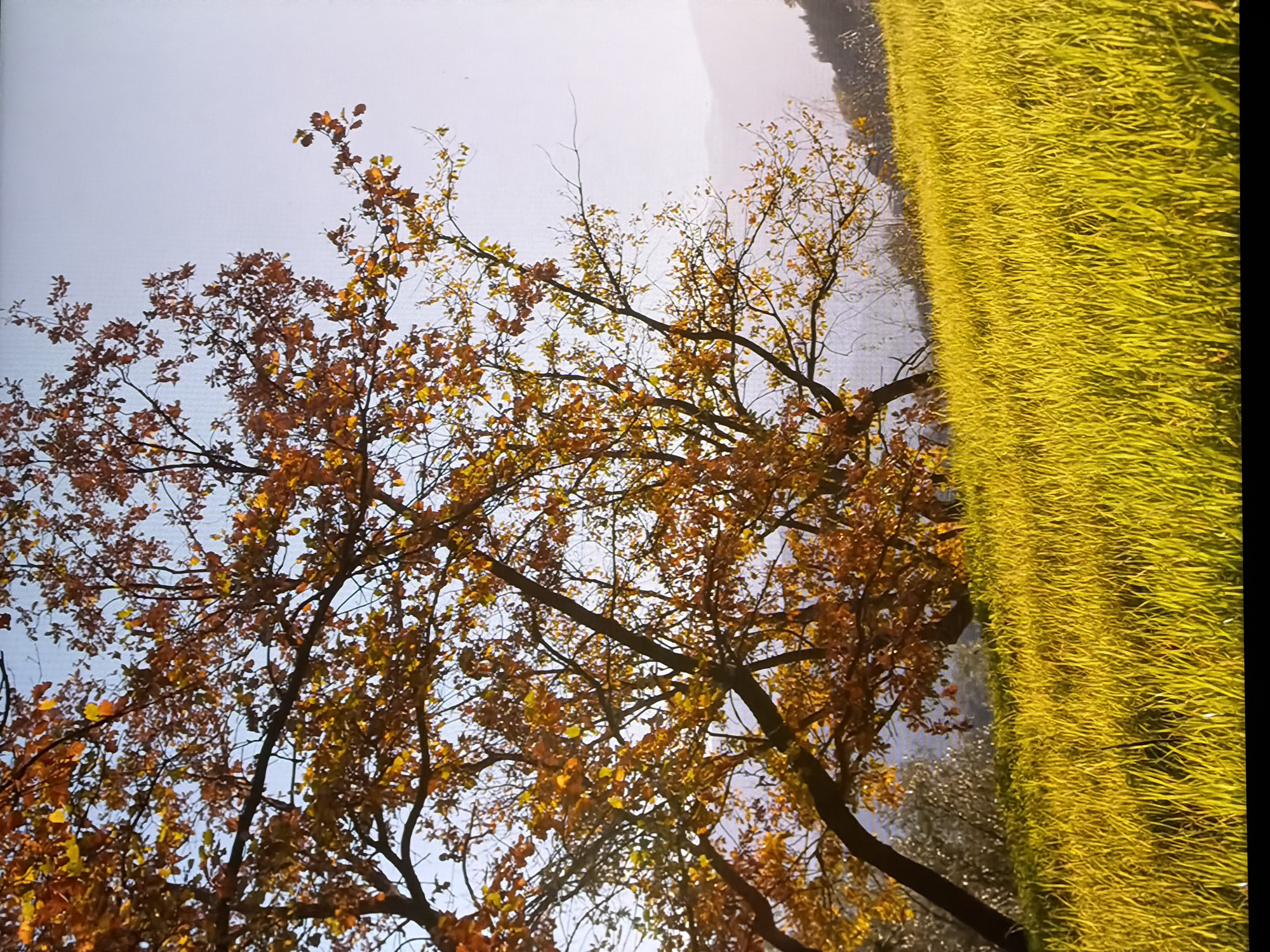 A wide-angle, medium-shot captures a vibrant autumn landscape under a pale, hazy sky. In the foreground, a lush, undulating meadow of bright yellow-green grass is illuminated by warm sunlight, casting subtle shadows. The meadow slopes upwards towards a stand of trees with foliage in various shades of orange and yellow, indicative of the fall season. The branches of these trees are dark and bare in places, contrasting with the colorful leaves. In the background, a range of hills or mountains is softly visible, shrouded in mist or haze, with a hint of darker trees on their slopes. The overall scene evokes a peaceful, natural setting during autumn. The location is identified as Chirchik, Uzbekistan.