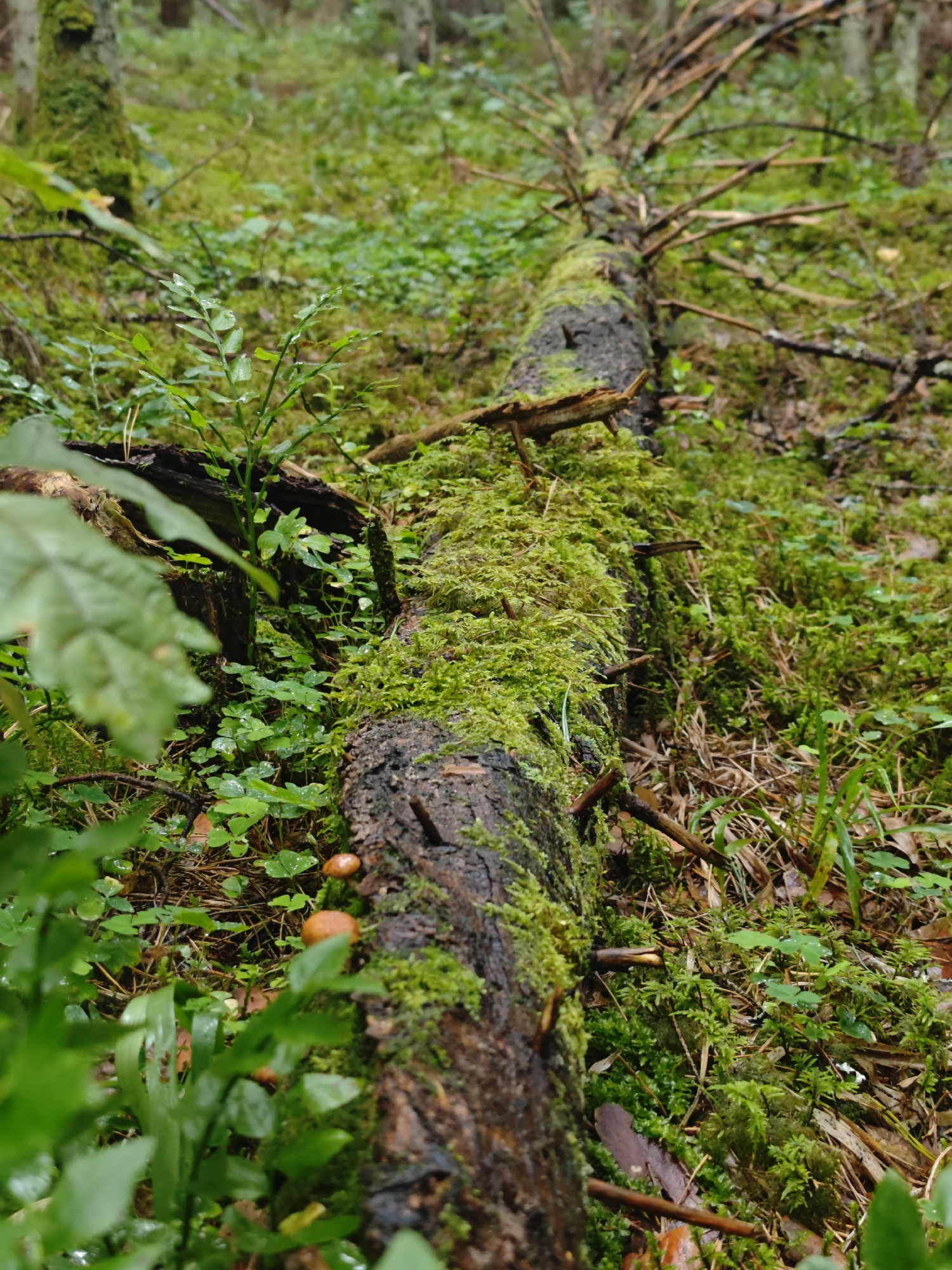 The image shows a fallen tree trunk covered in vibrant green moss, lying horizontally on the forest floor. The trunk is dark brown and appears weathered. Small orange mushrooms are visible near the base of the trunk. The surrounding environment is lush with various green plants, ferns, and moss, suggesting a damp and shaded woodland setting. Several thin branches extend from the trunk, and the ground is covered with a carpet of moss and fallen leaves. The lighting is soft, indicating an overcast day or a dense forest canopy. The location is identified as Unknown, Unknown.