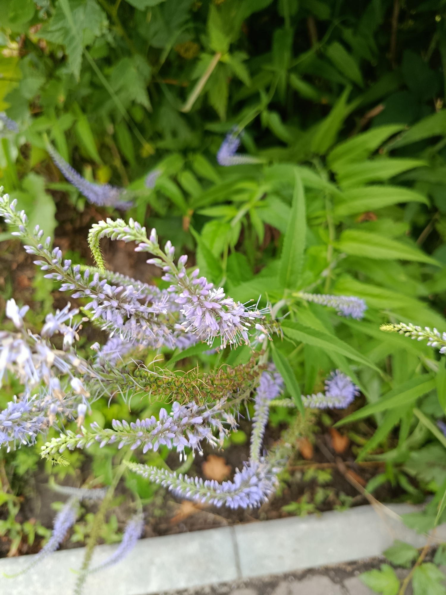 The media file displays a close-up, outdoor shot of a cluster of light purple flowers with delicate white stamens, set against a backdrop of lush green foliage. The flowers are arranged in spiky, upright clusters along slender stems, with some stems arching gracefully. The foreground shows a blurred edge of a grey paved surface, possibly a sidewalk or pathway, with hints of brown soil and dried leaves beneath the plants.
The overall scene evokes a natural, garden-like setting, likely outdoors. The lighting suggests daytime, with no strong shadows indicating harsh sunlight. The focus is sharp on the flowers in the foreground, with the background elements of green leaves and other blurred flower clusters softening into a bokeh effect. The color palette is dominated by greens and purples, creating a serene and natural aesthetic. There are no visible people, objects, or text in the image. The context provided mentions "Верея, Russia," suggesting the location where the photograph was taken, but this information is not visually evident in the image itself. The image captures a moment of natural beauty, focusing on the intricate details of the flowering plants.